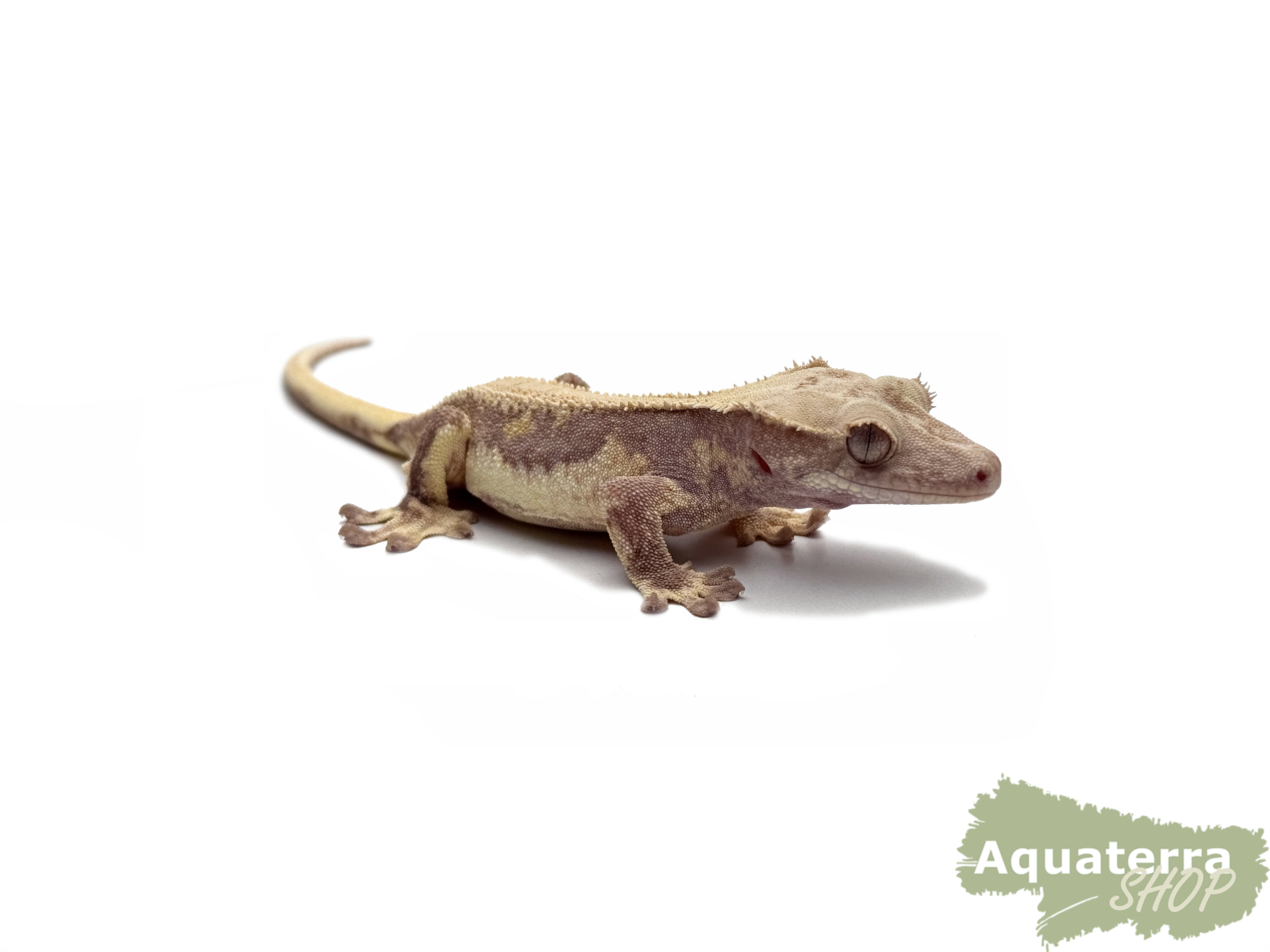 Correlophus Ciliatus, Kronengecko