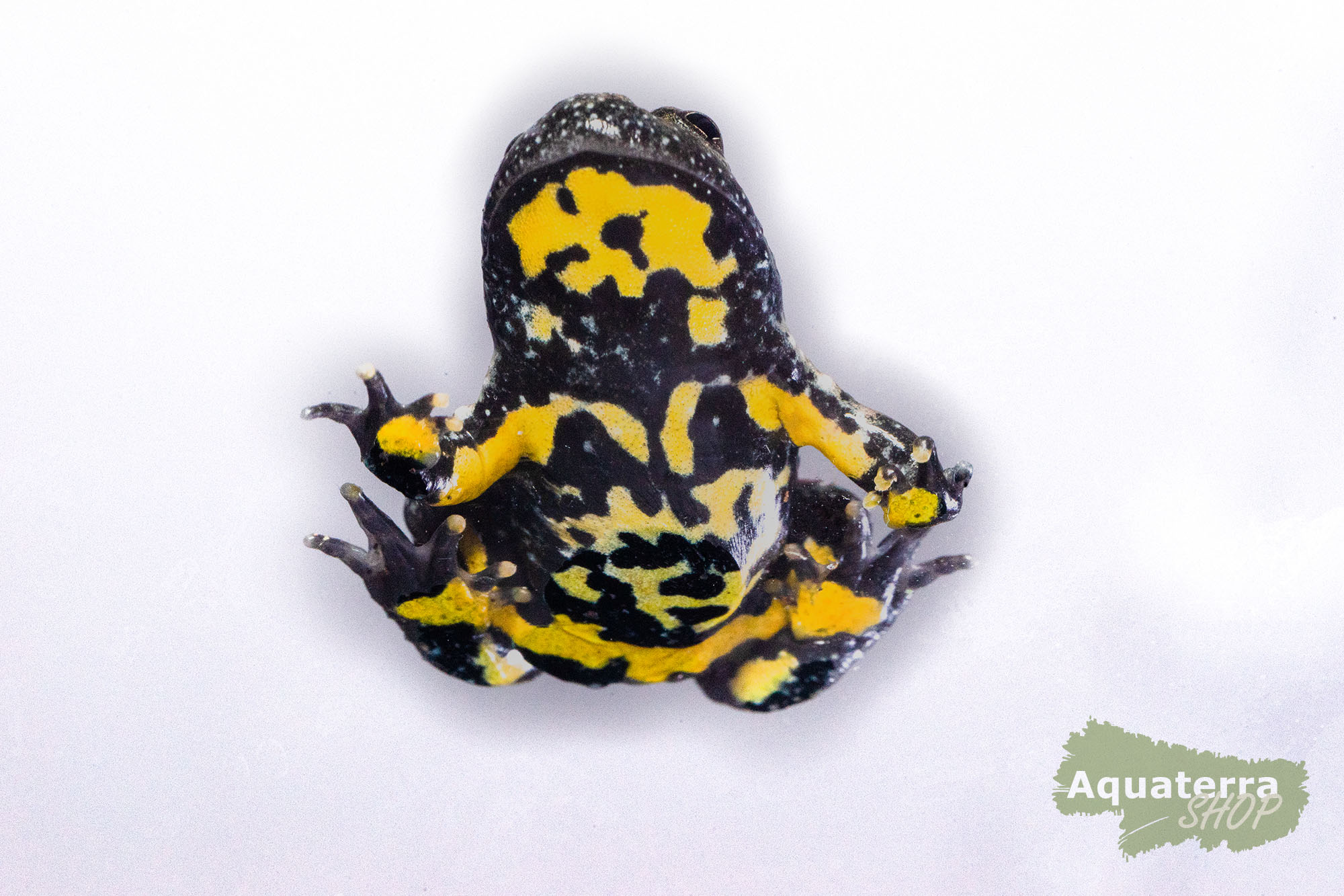Bombina variegata, Gelbbauchunke