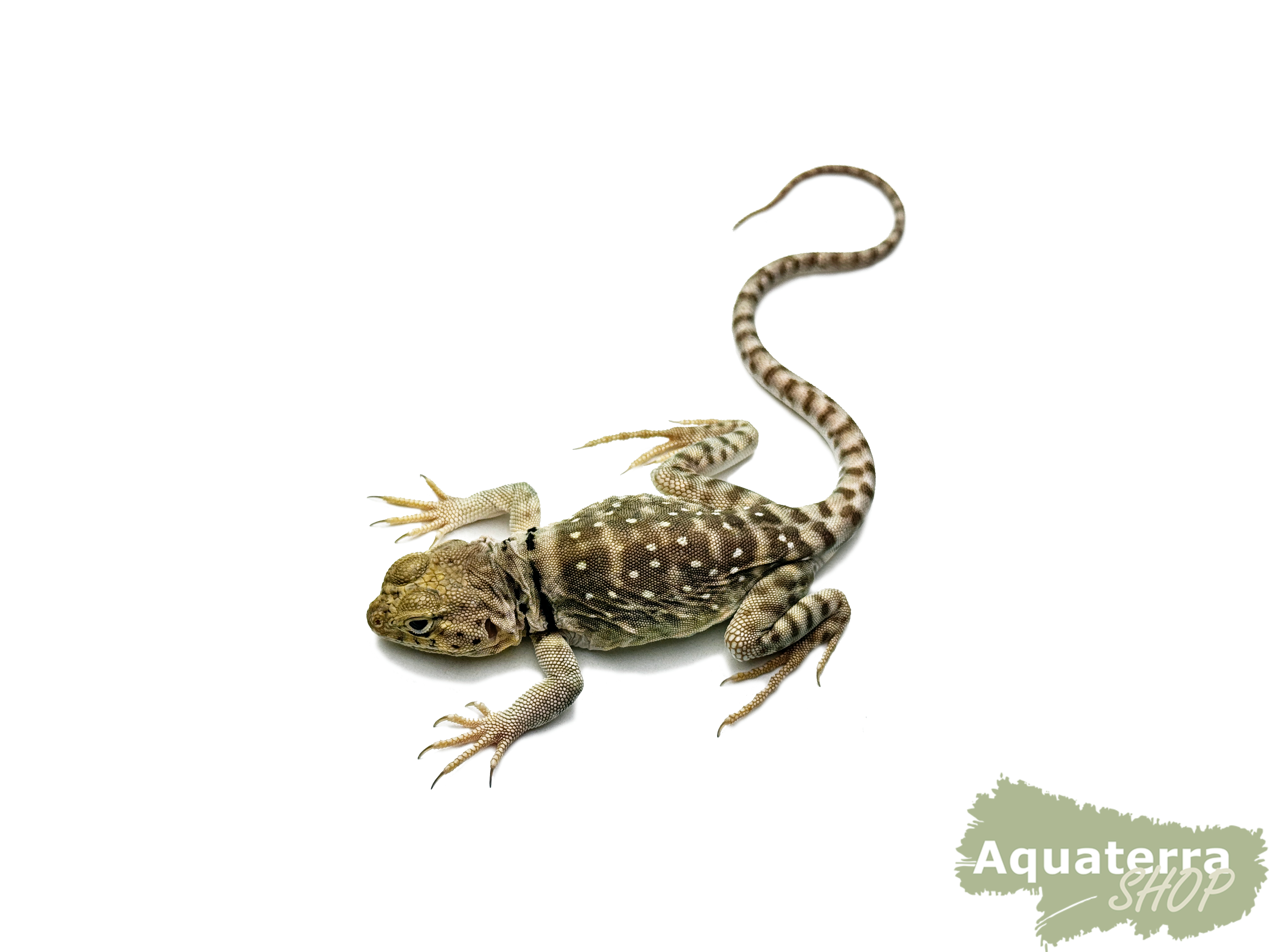 Crotaphytus collaris, Halsbandleguan
