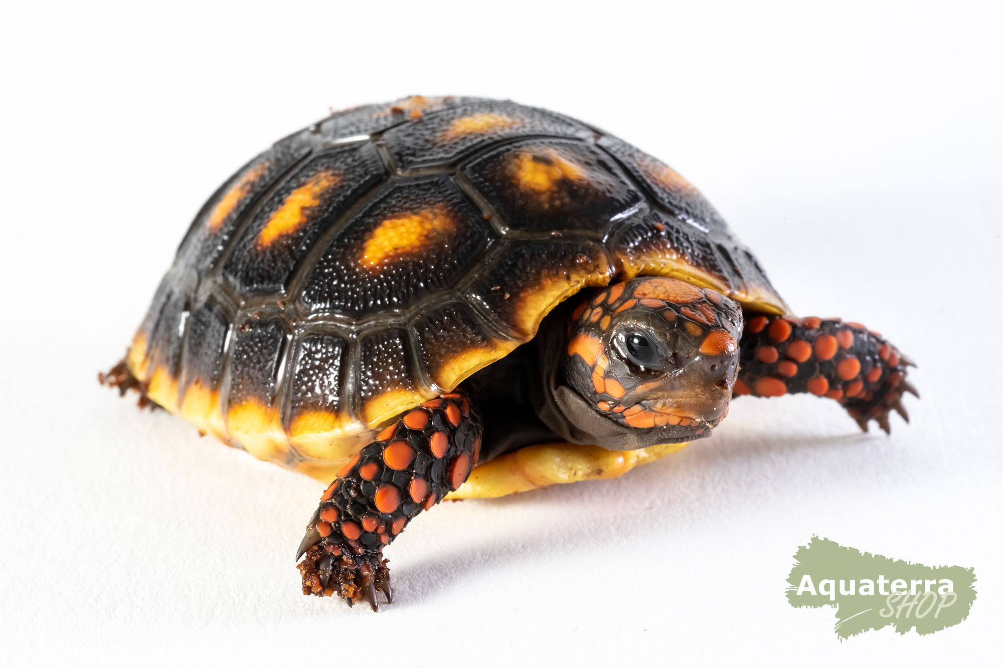 Chelonoidis carbonarius, Köhlerschildkröte