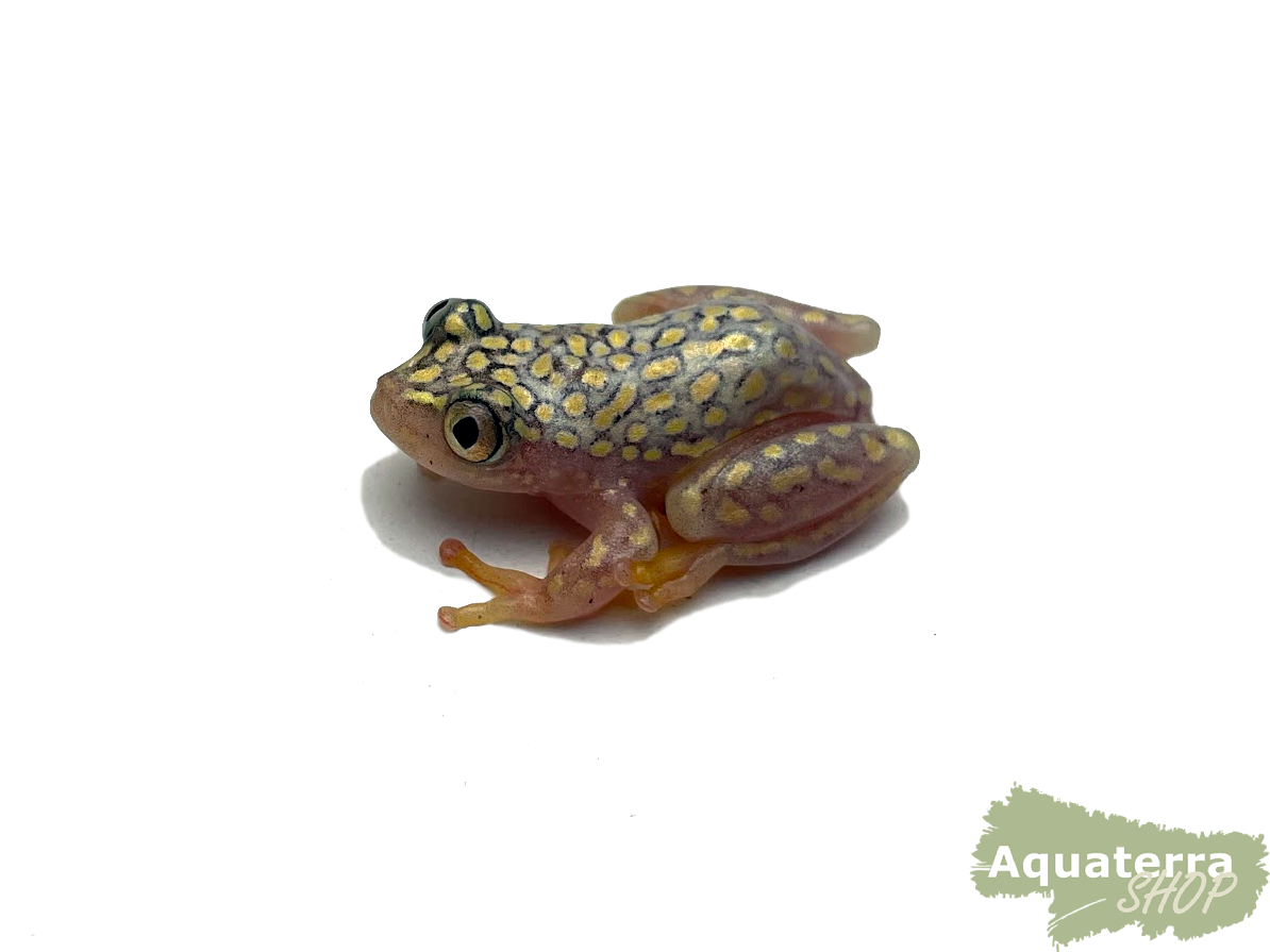 Heterixalus alboguttatus, Gelbpunktriedfrosch