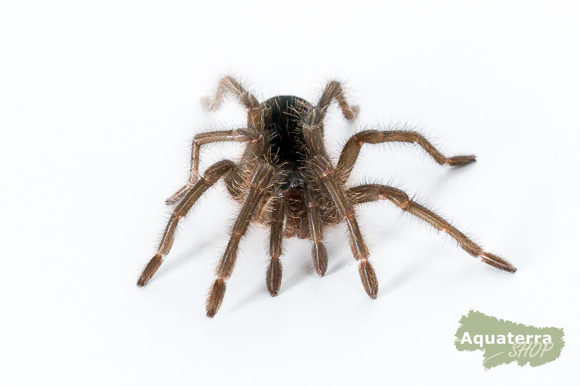 Teraphosa blondi, Goliath-Vogelspinne
