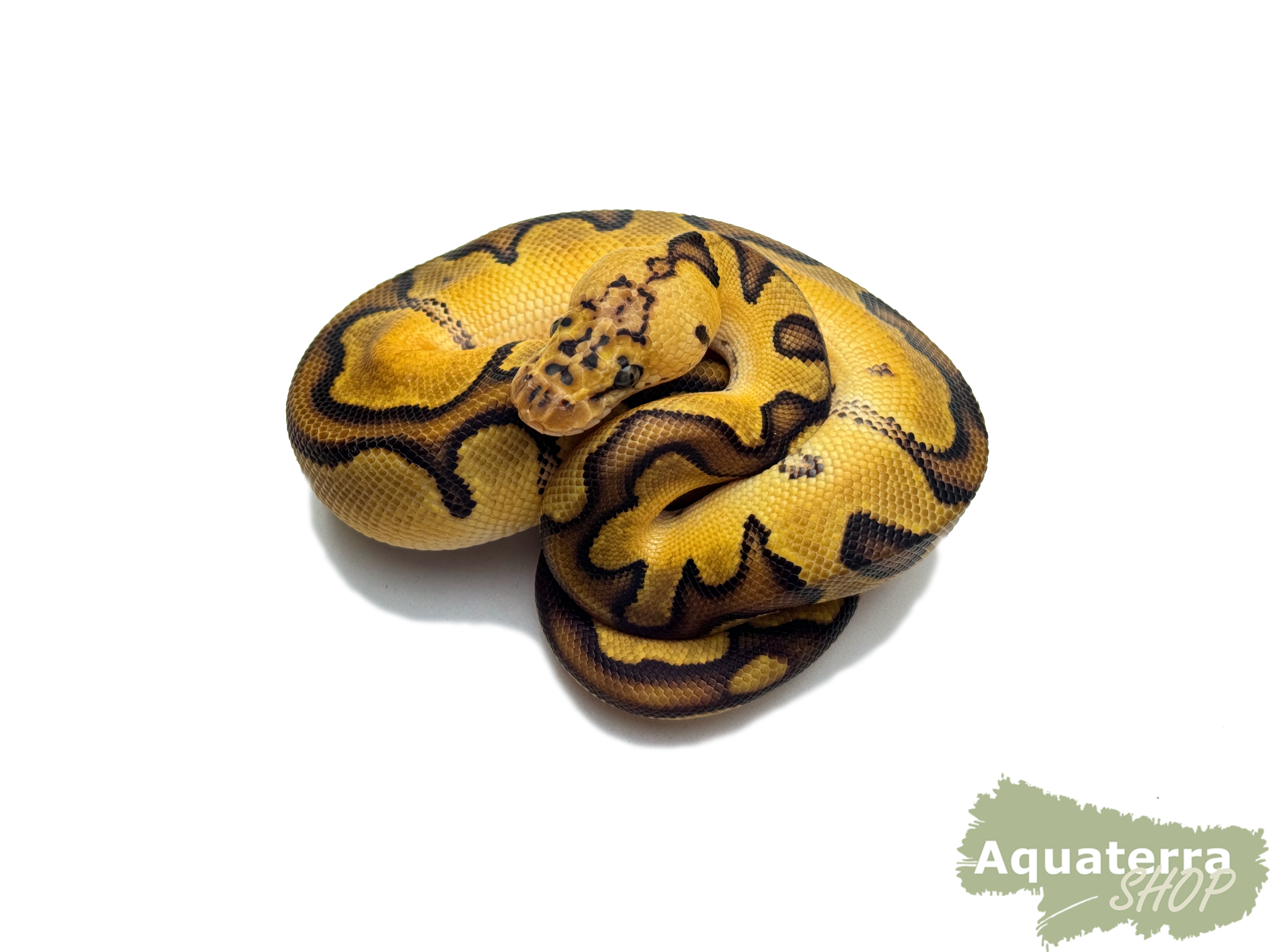 Python regius, Königspython