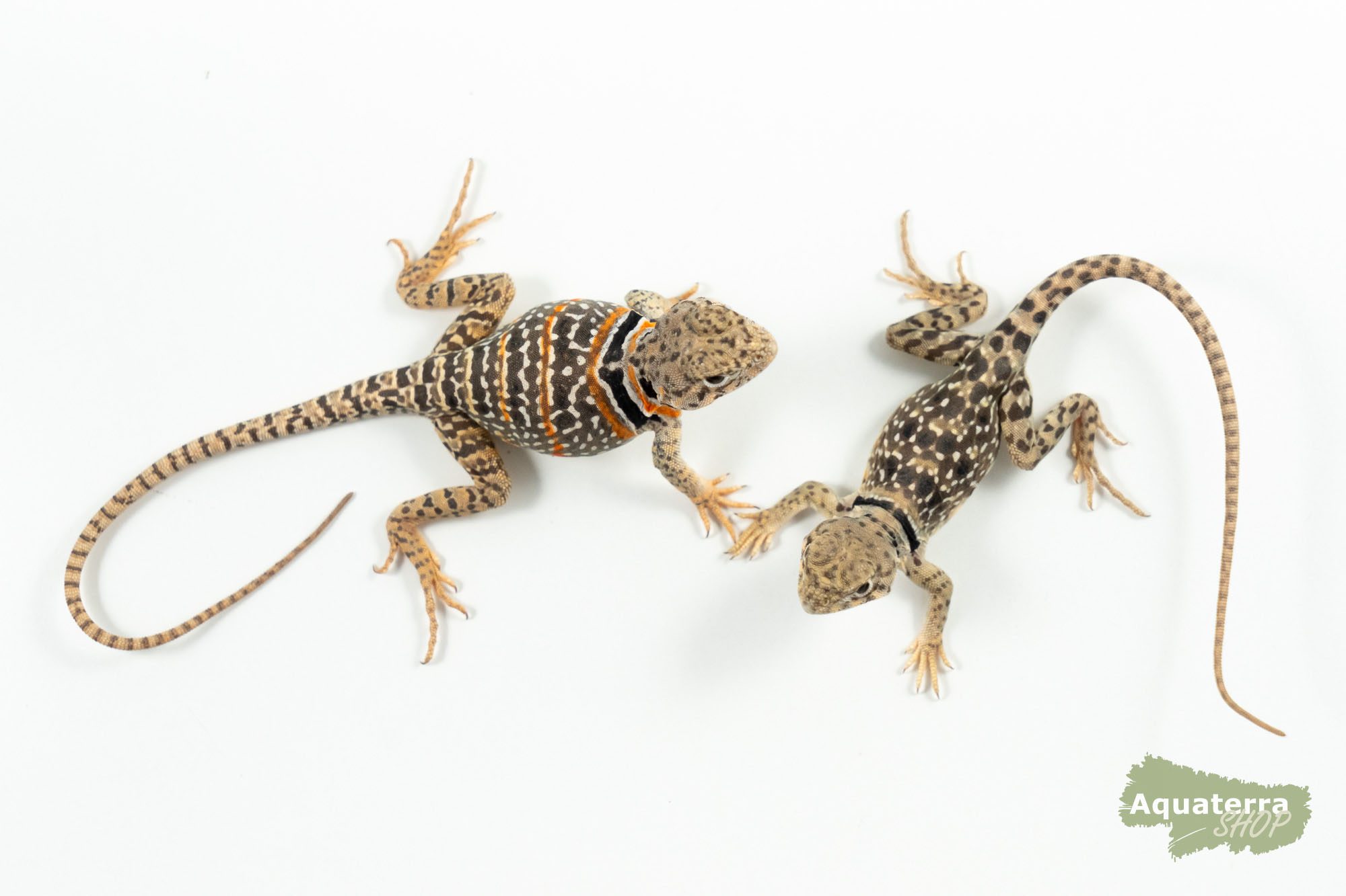 Crotaphytus collaris, Halsbandleguan