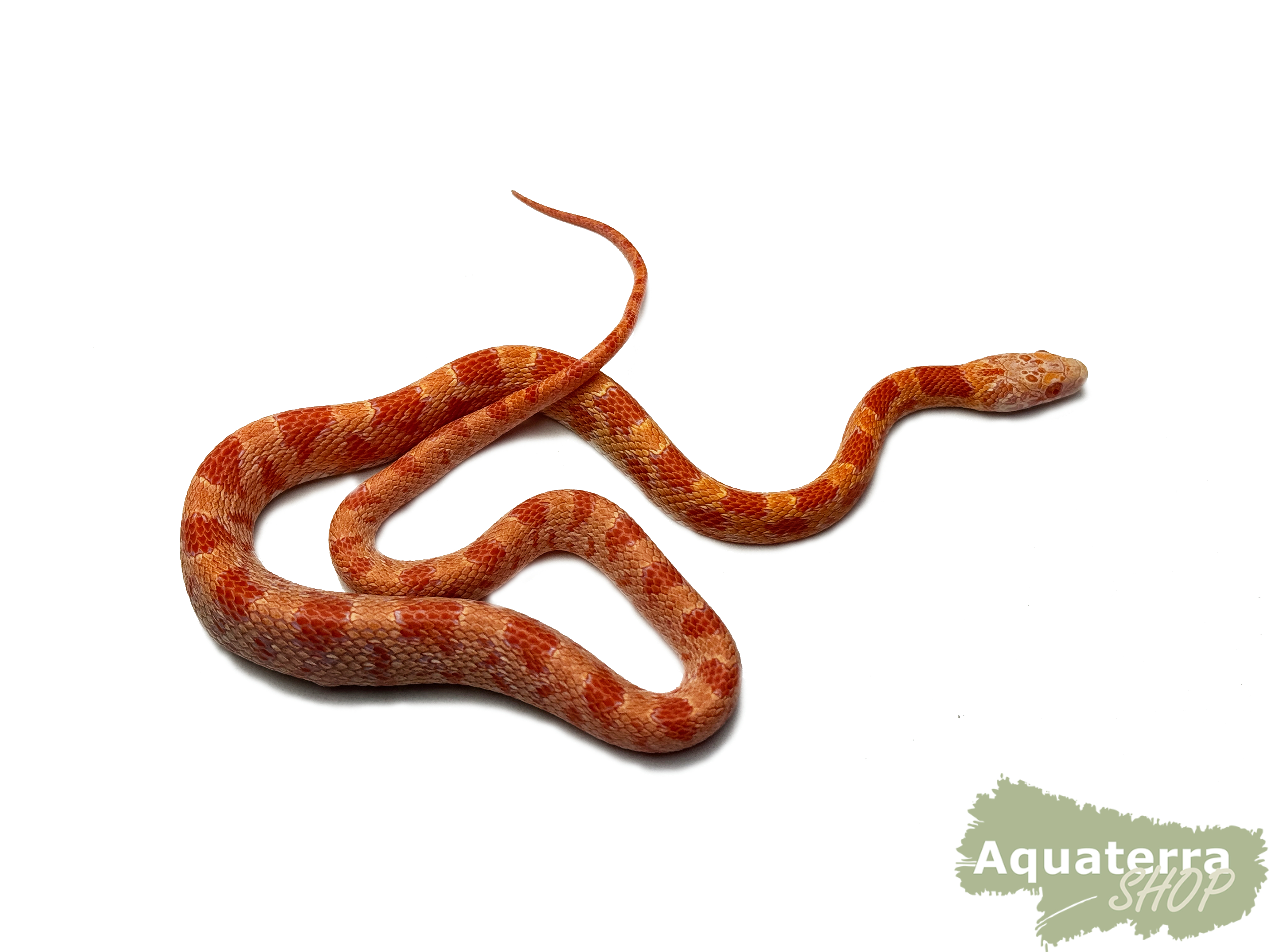 Pantherophis guttatus, Kornnatter