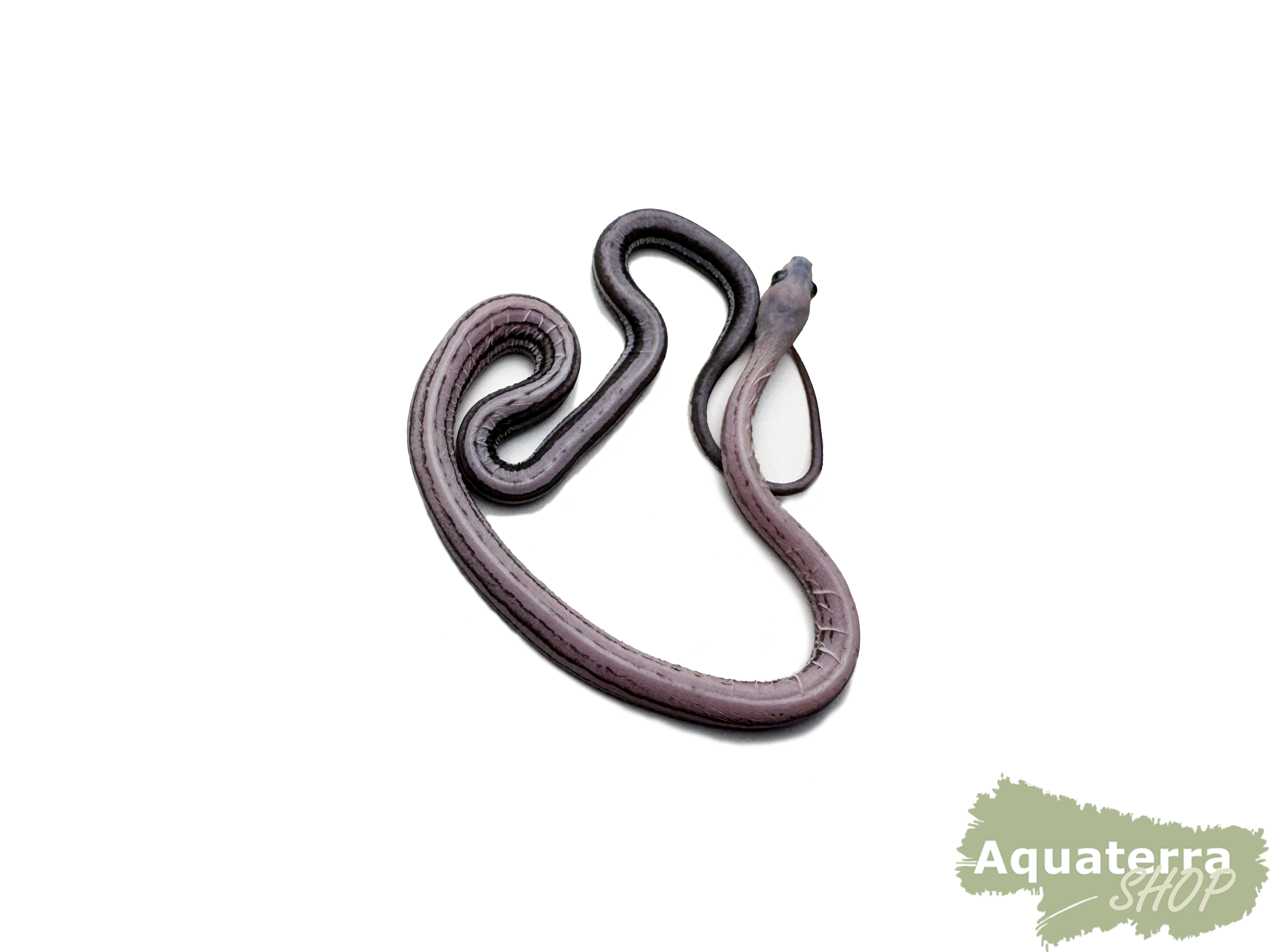 Pantherophis guttatus, Kornnatter