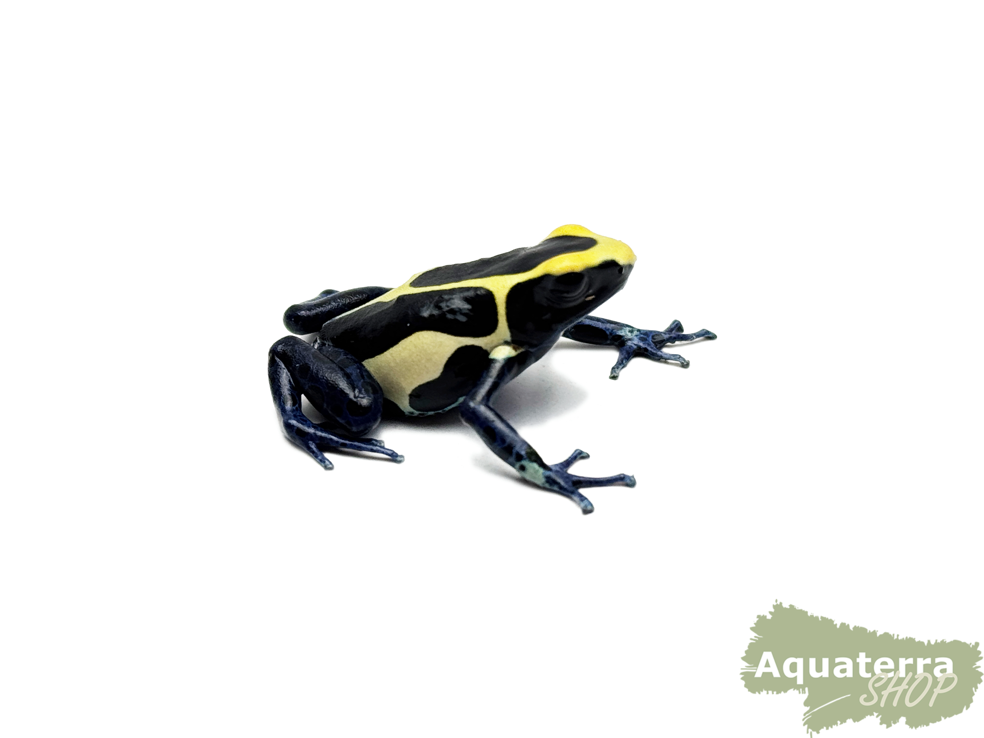 Dendrobates tinctorius, Färberfrosch