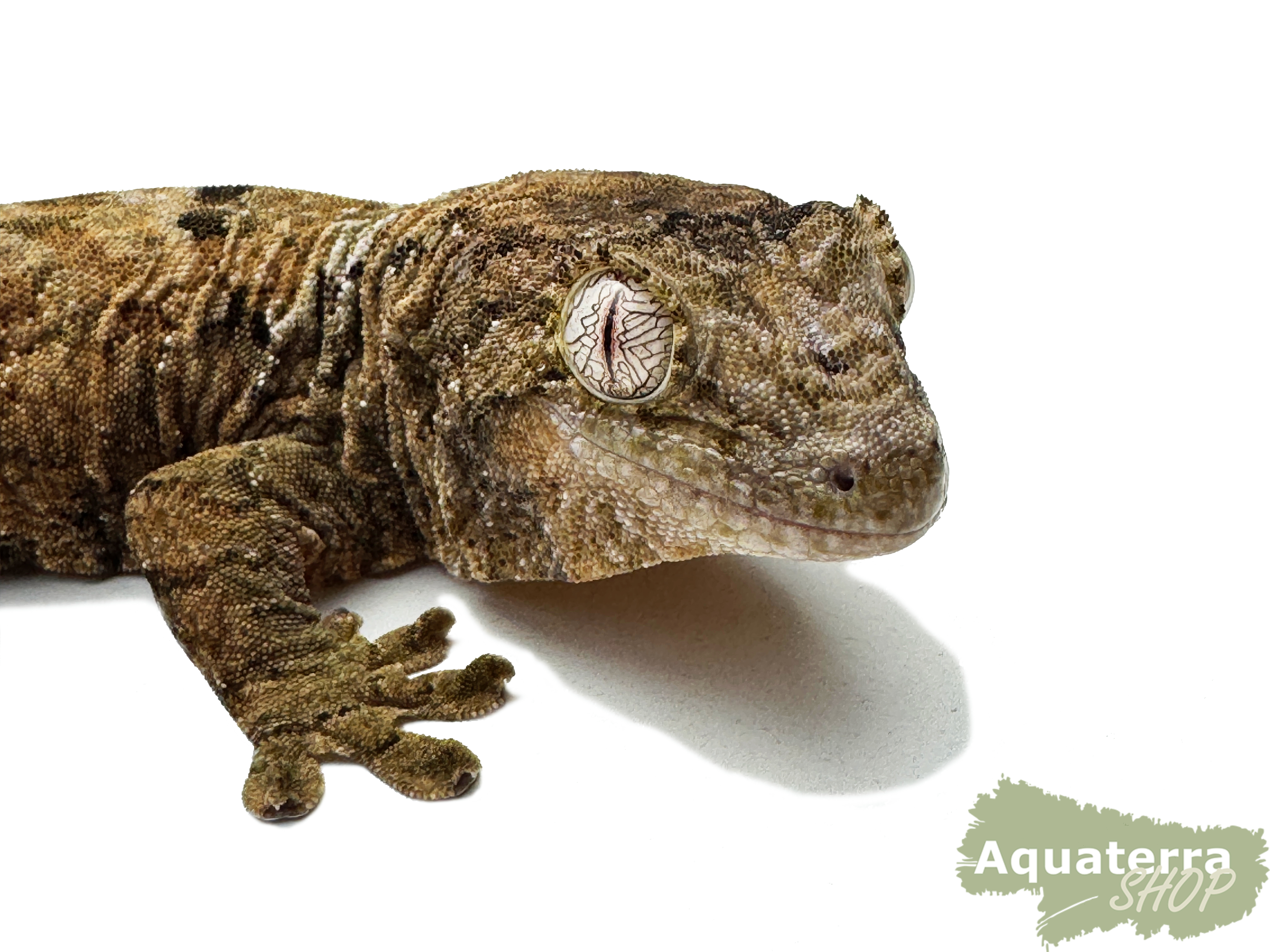 Mniarogekko chahoua, Flechtengecko