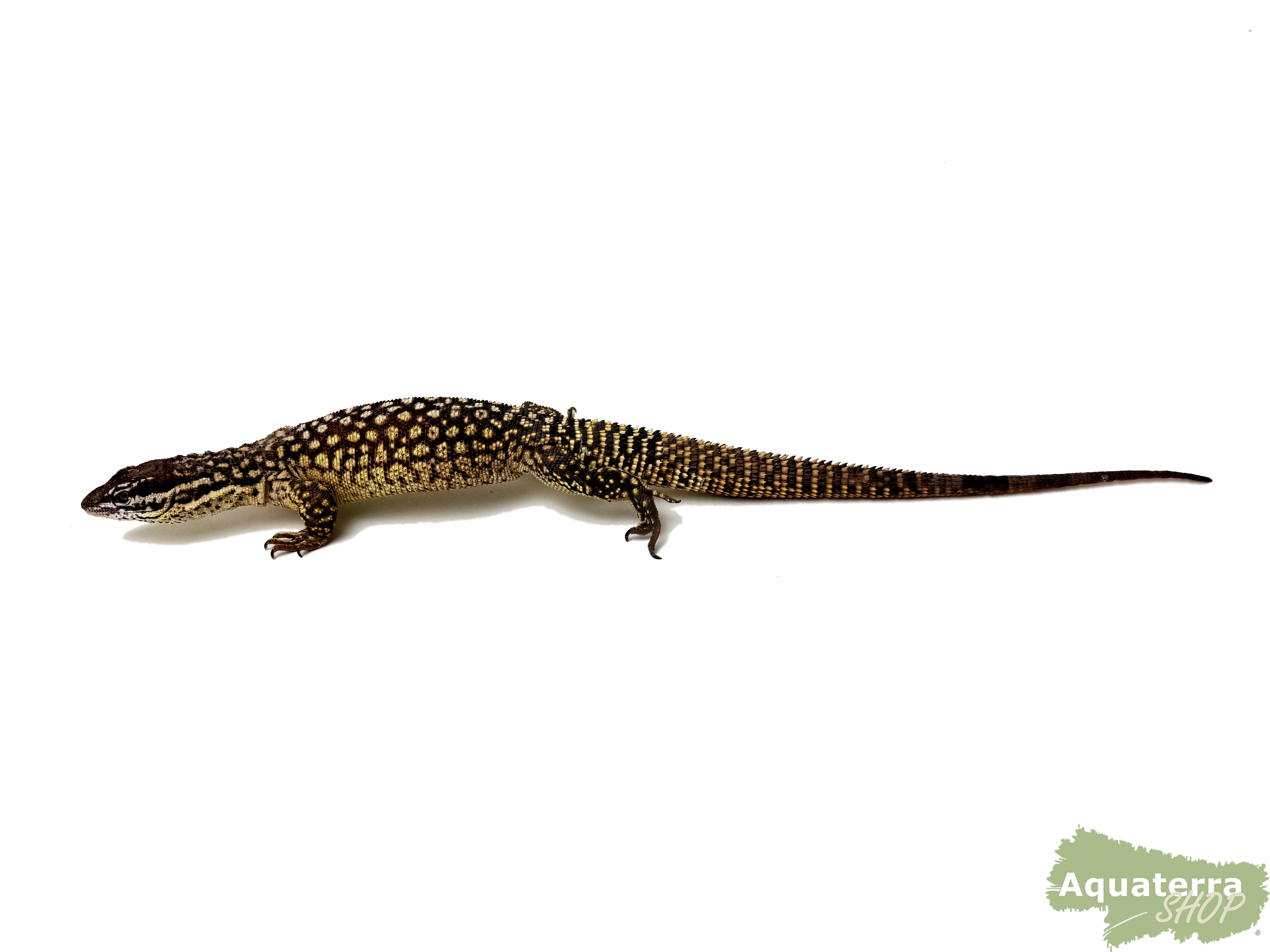 Varanus acanthurus, Stachelschwanzwaran