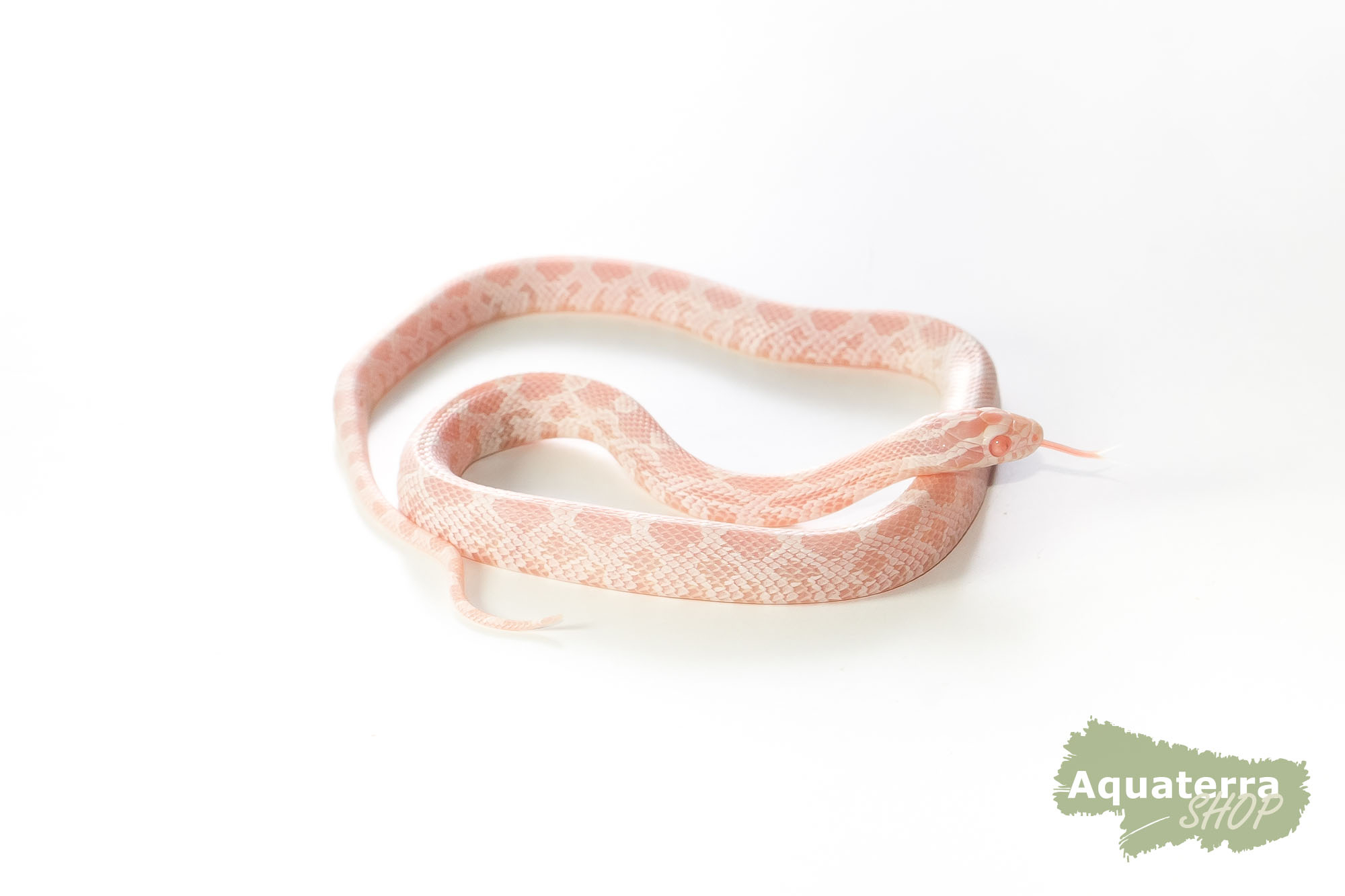 Pantherophis guttatus, Kornnatter