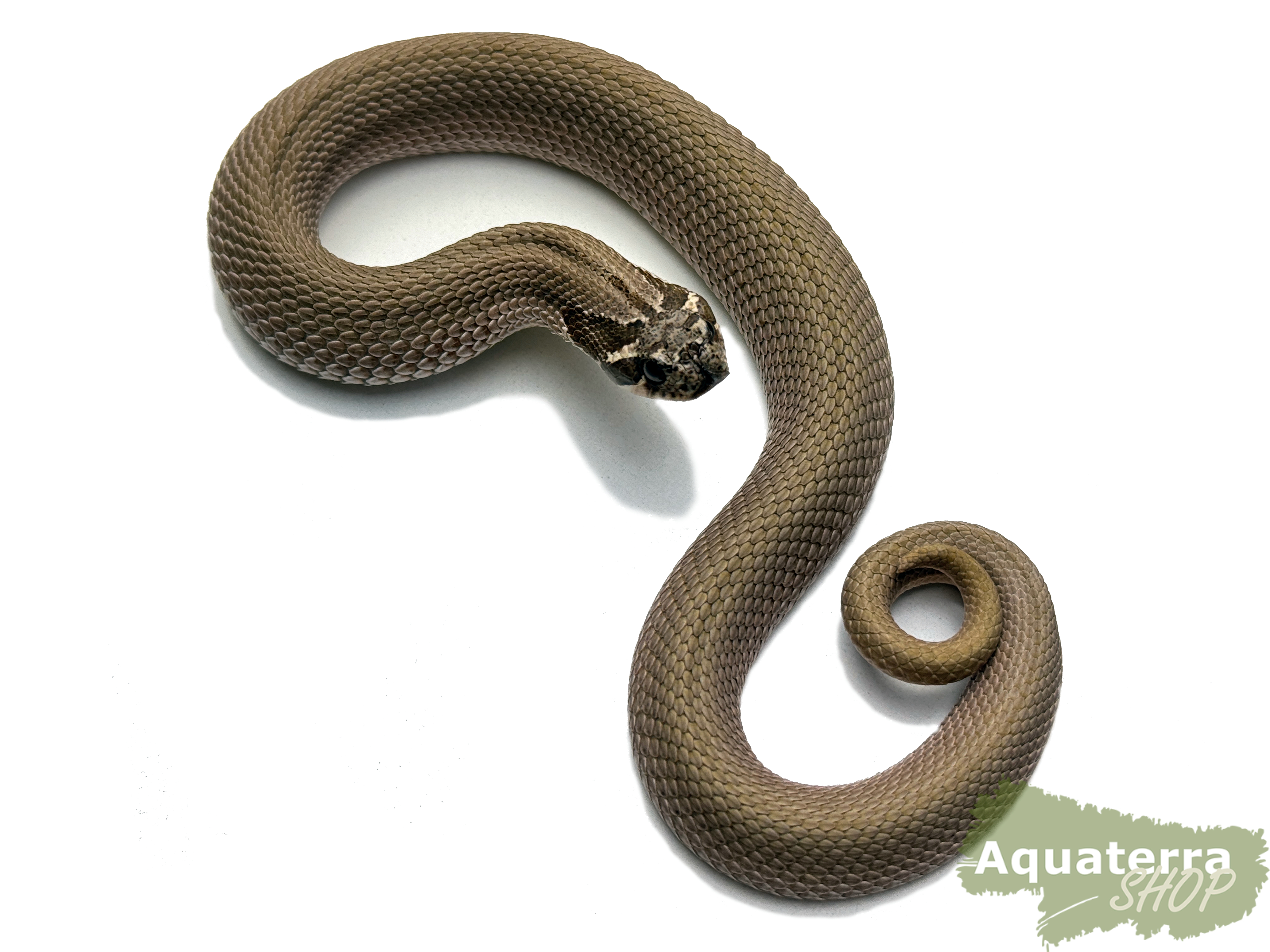 Heterodon nasicus, Westliche Hakennasennatter