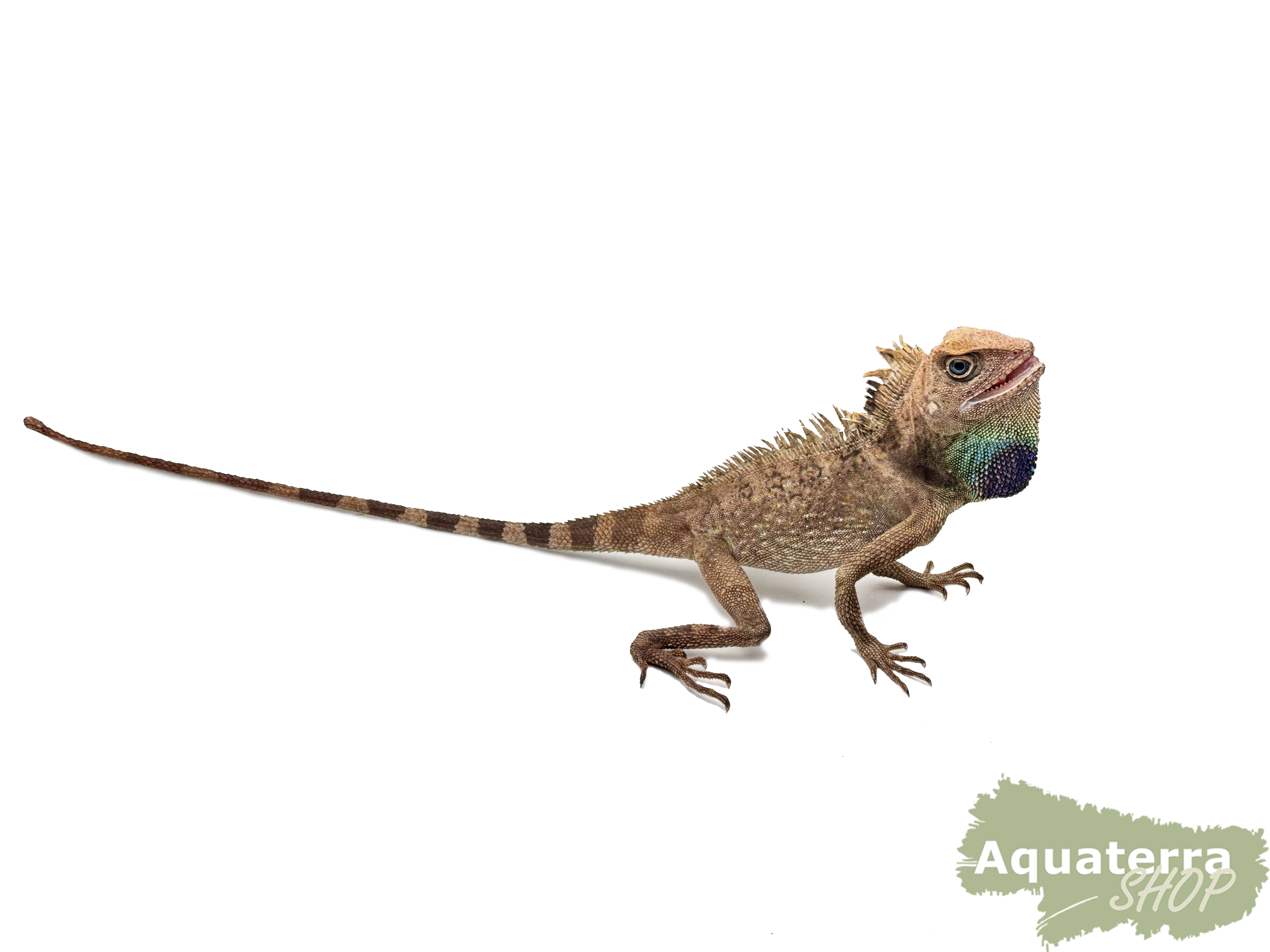 Gonocephalus bellii, Winkelkopfagame