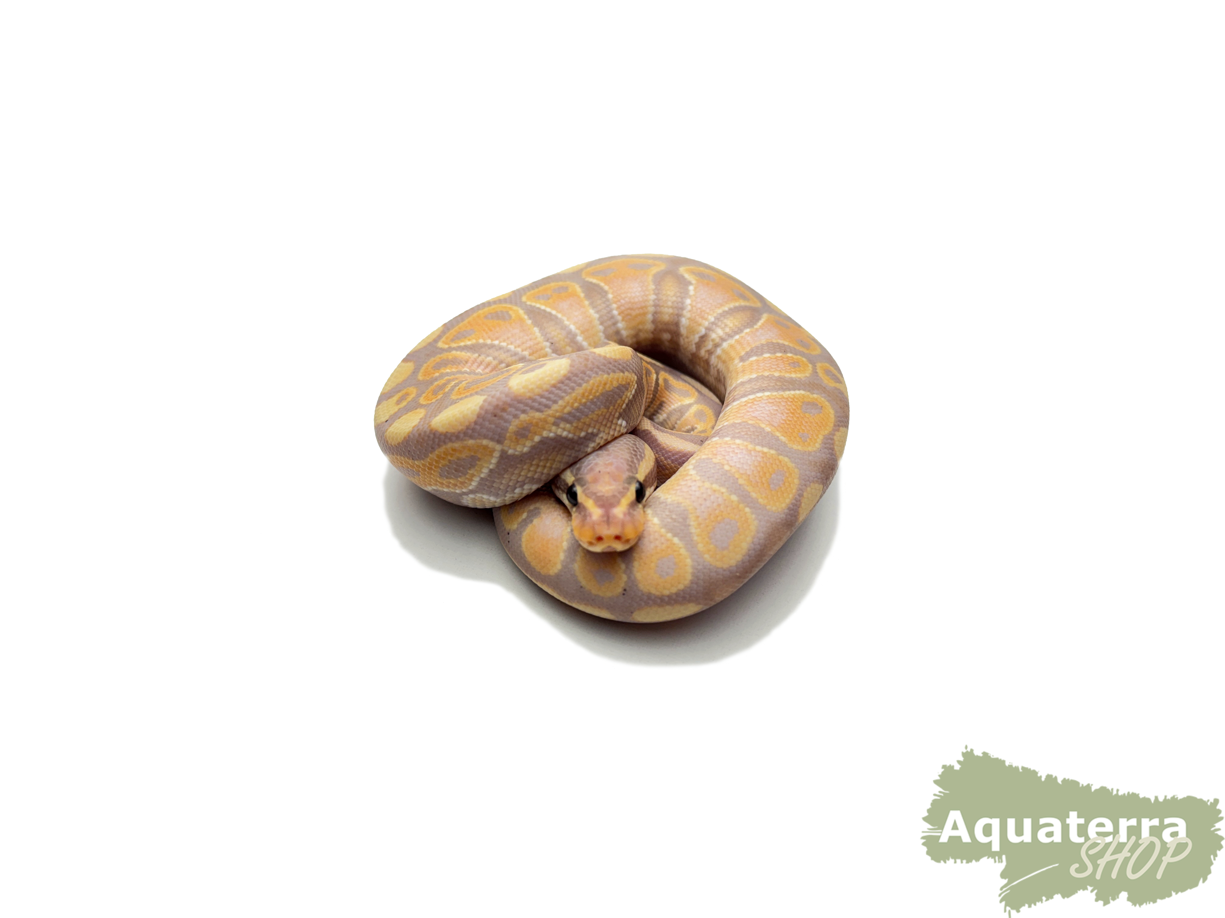 Python regius, Königspython