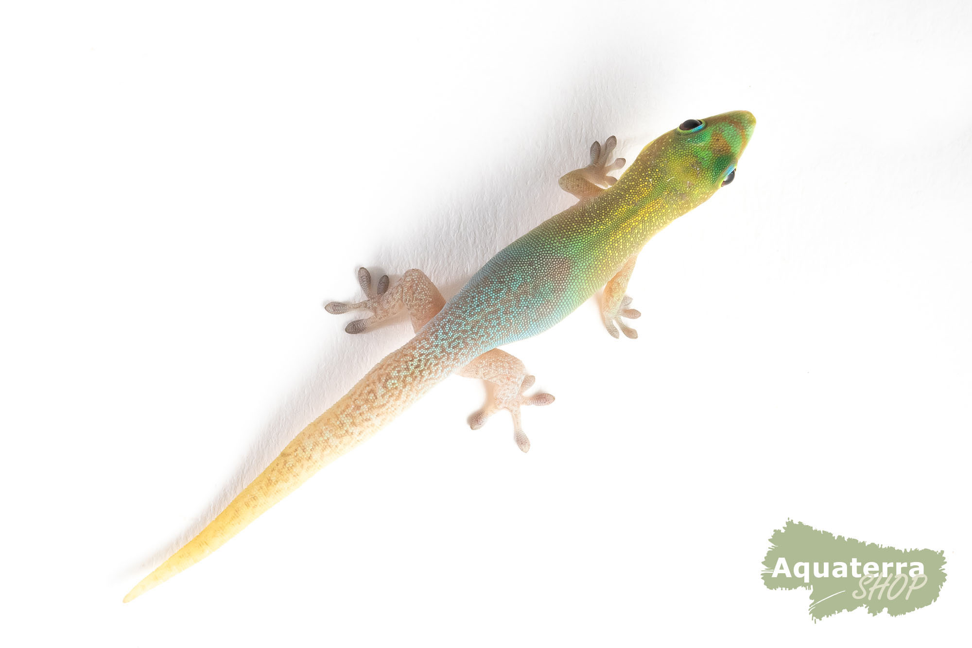 Phelsuma laticauda angularis, Goldstaub-Taggecko