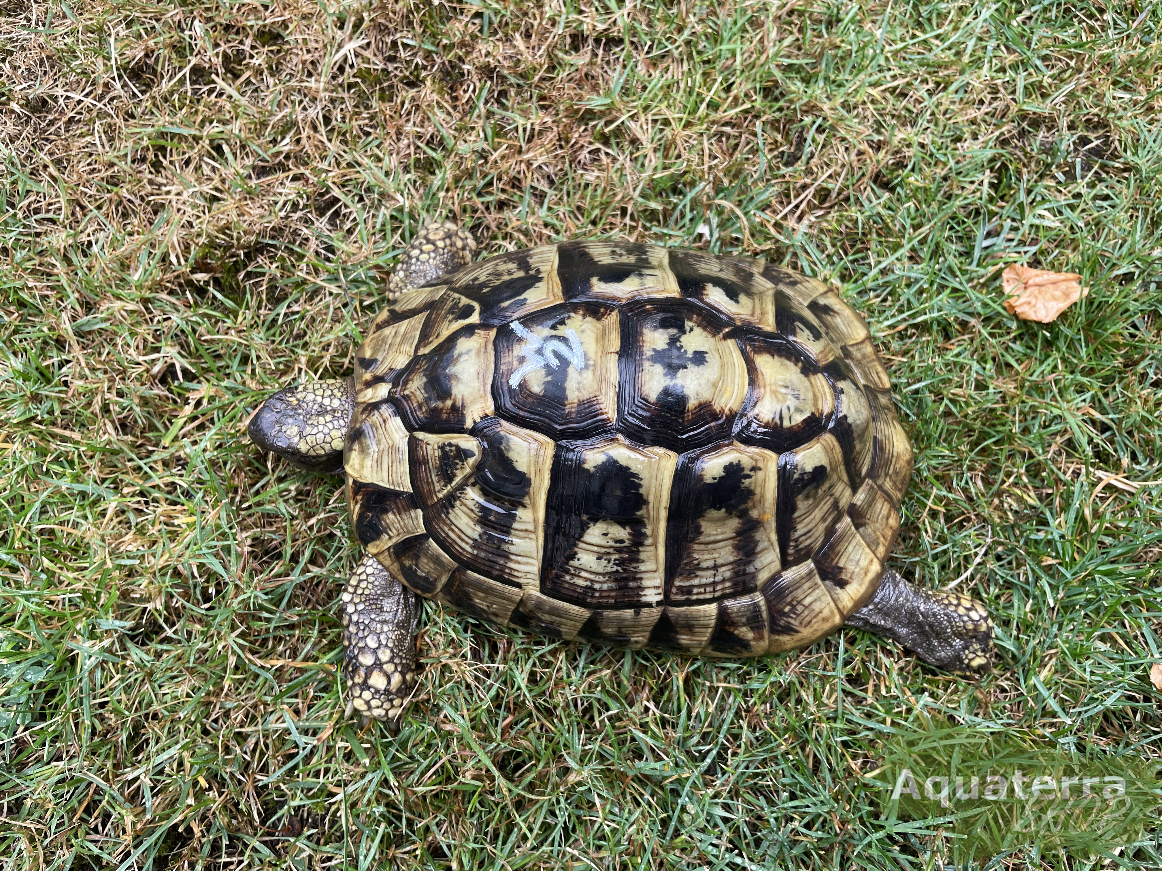 Testudo h. boettgeri, europäische Landschildkröte (Ostrasse)