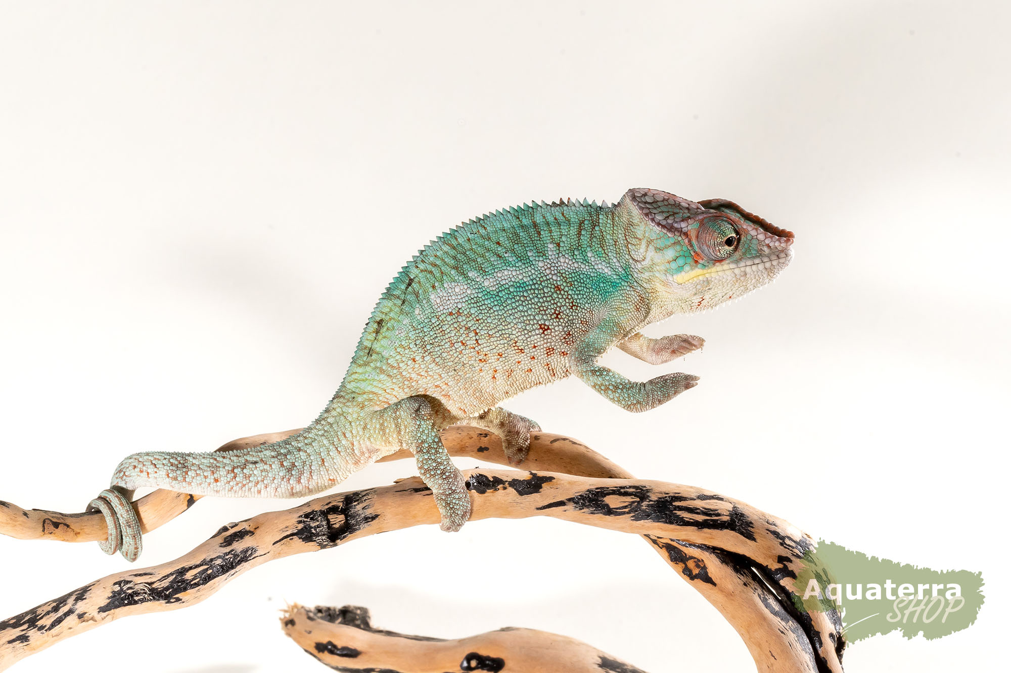 Furcifer pardalis - Pantherchamäleon 