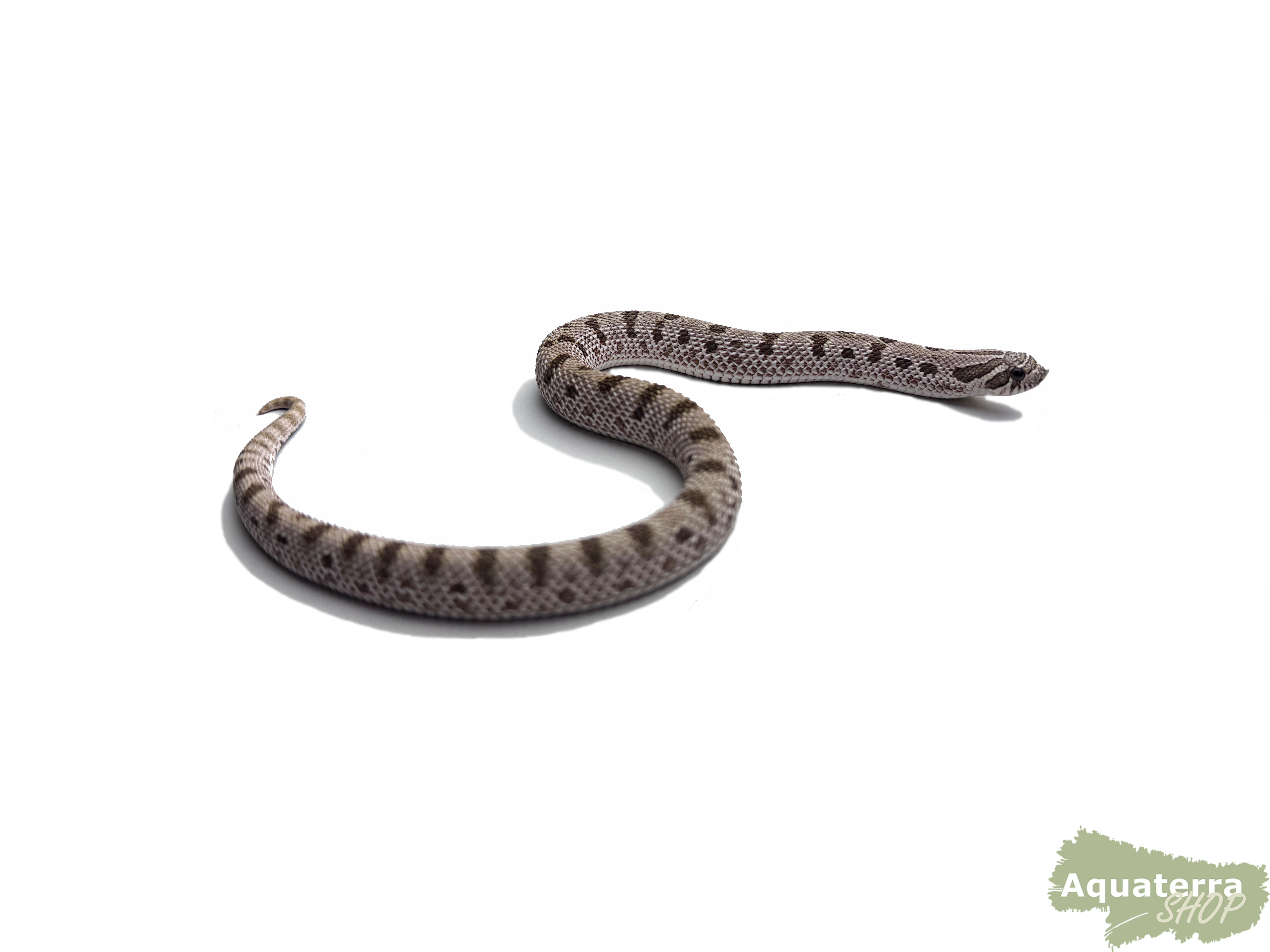 Heterodon nasicus, Westliche Hakennasennatter
