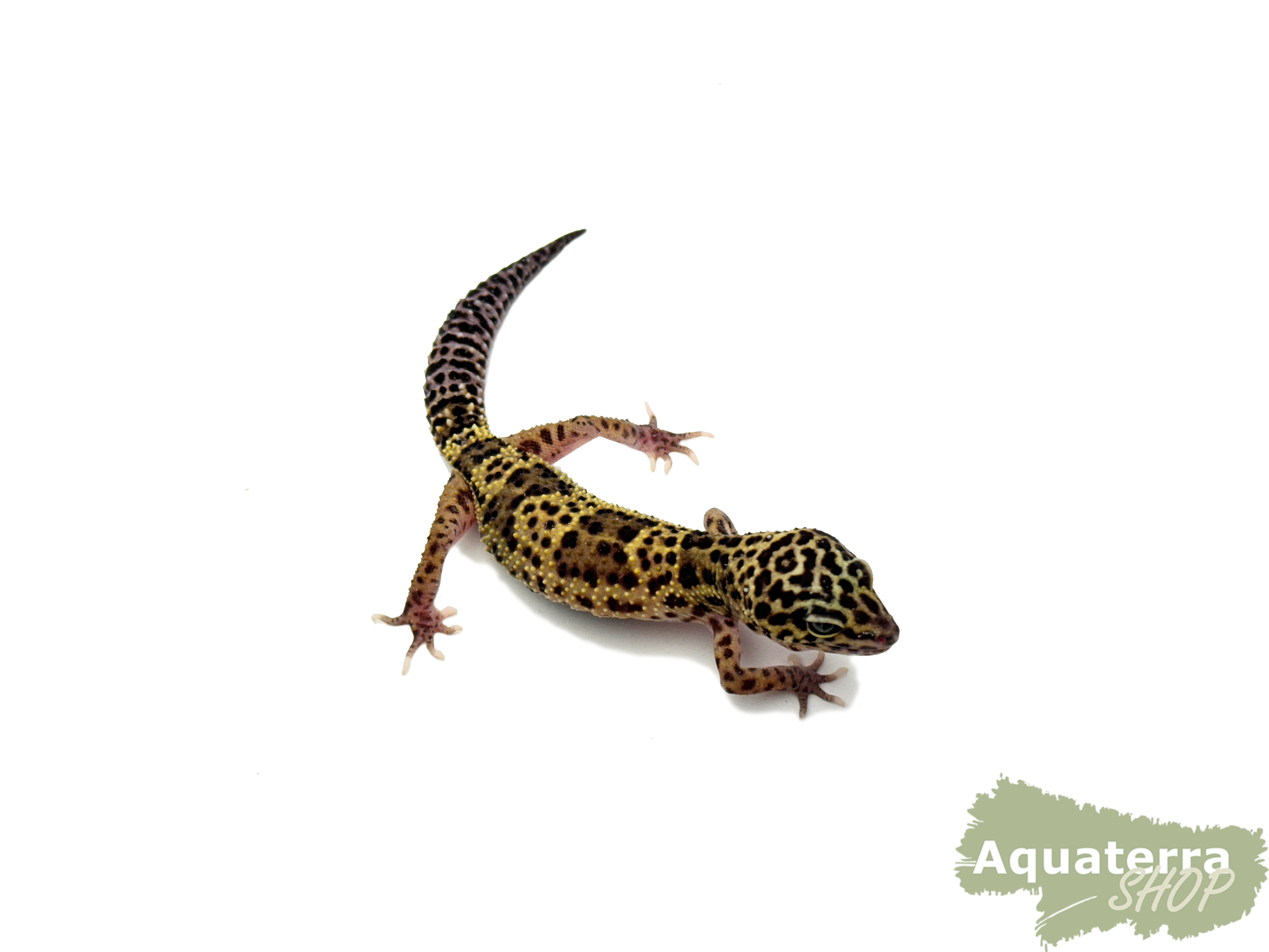 Eublepharis macularius, Leopardgecko