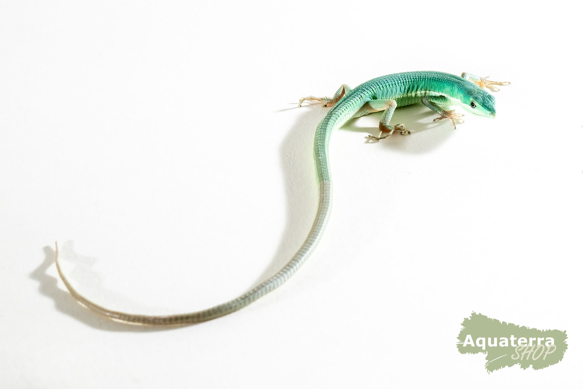 Takydromus smaragdinus, Grüne Langschwanzeidechse