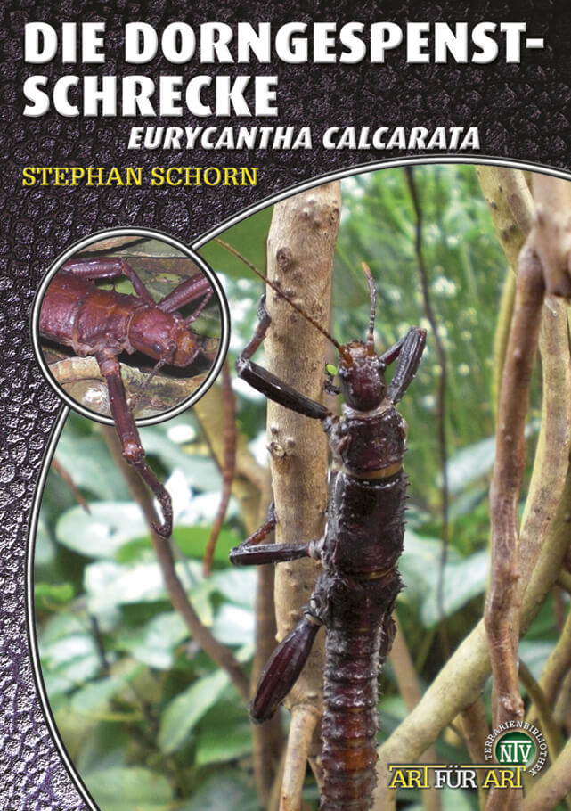 Die Dorngespenstschrecke, Eurycantha calcarata