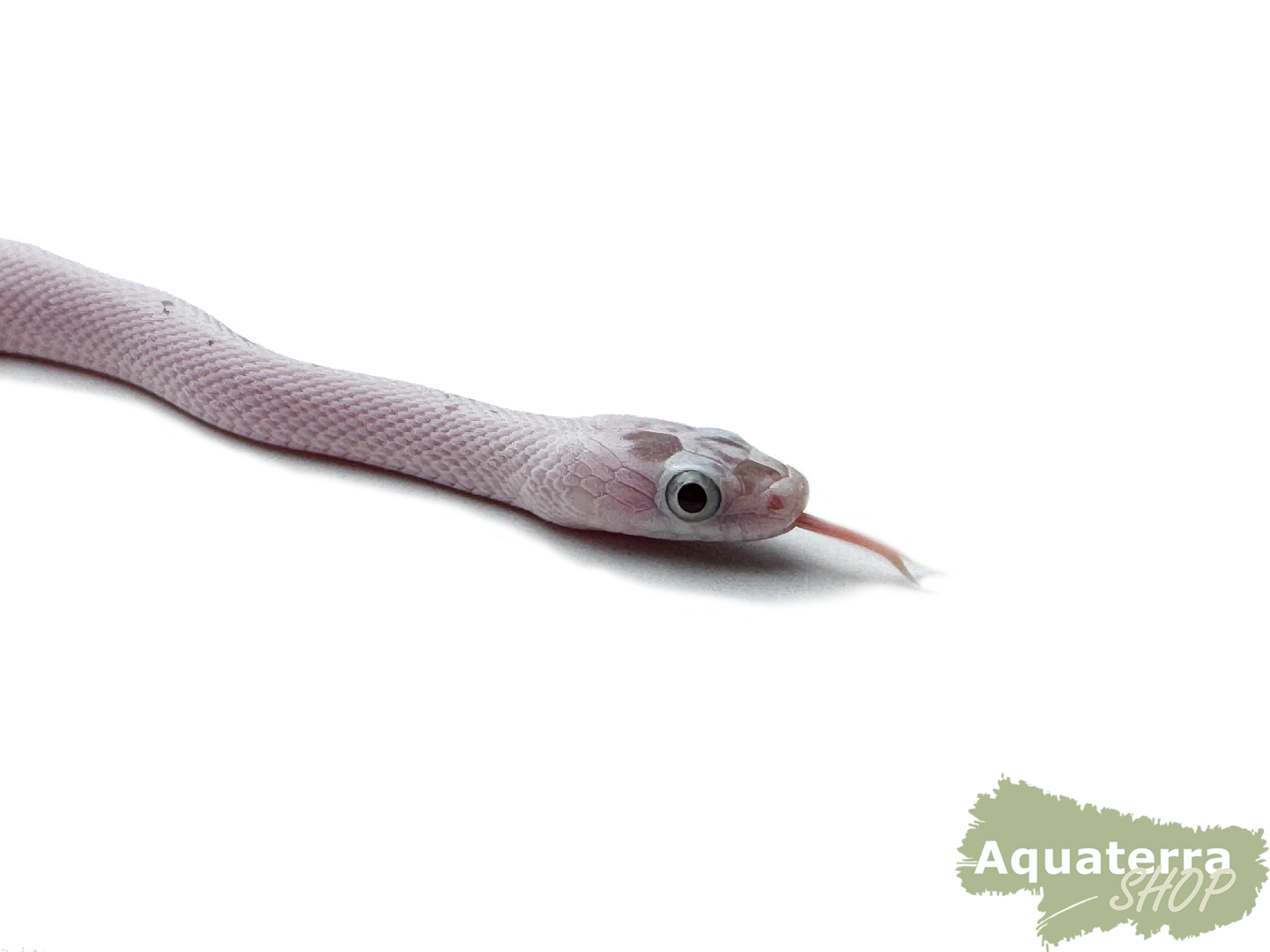 Pantherophis guttatus, Kornnatter