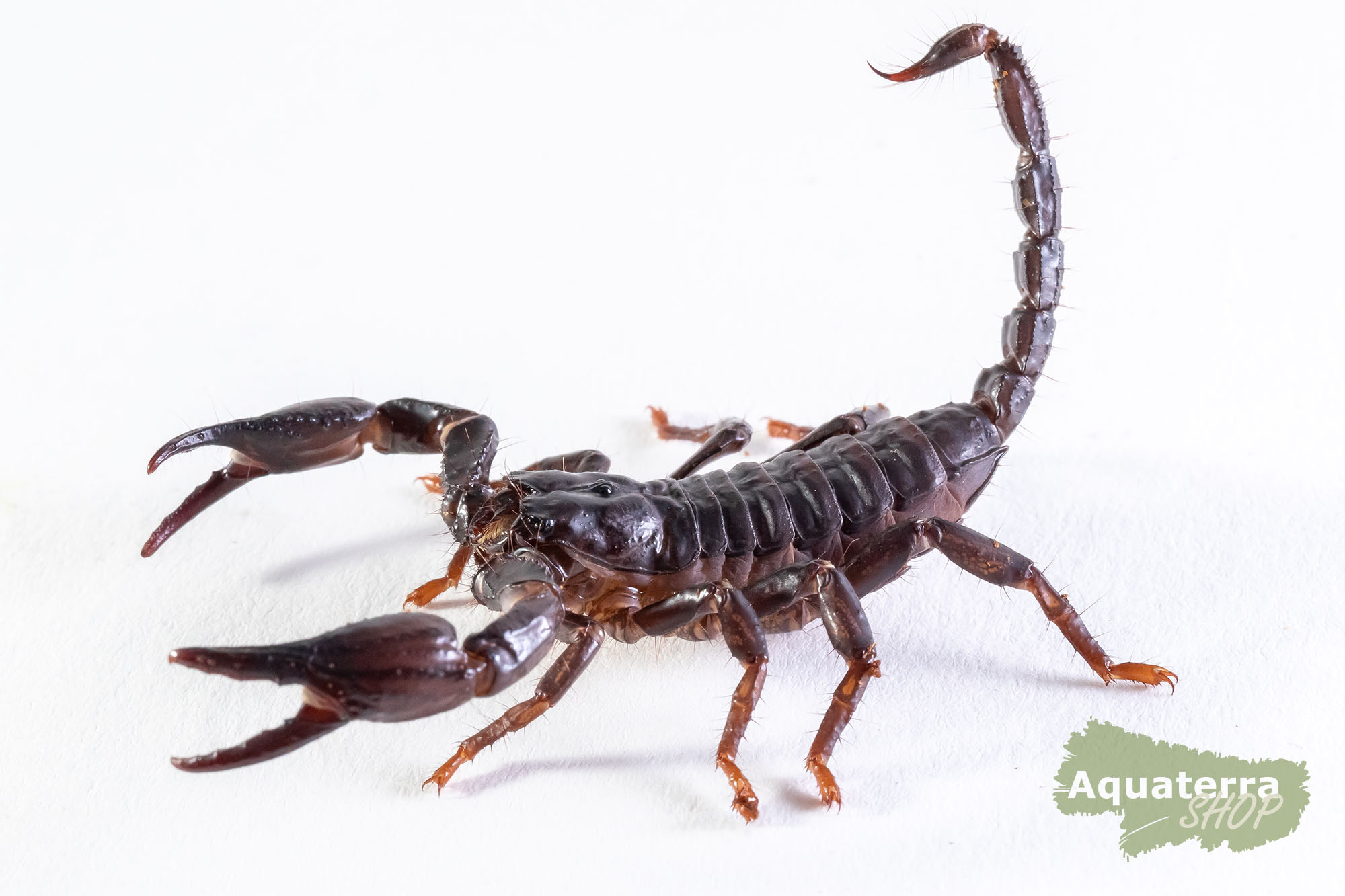 Heterometrus Laoticus, Schwarzer Laos-Skorpion