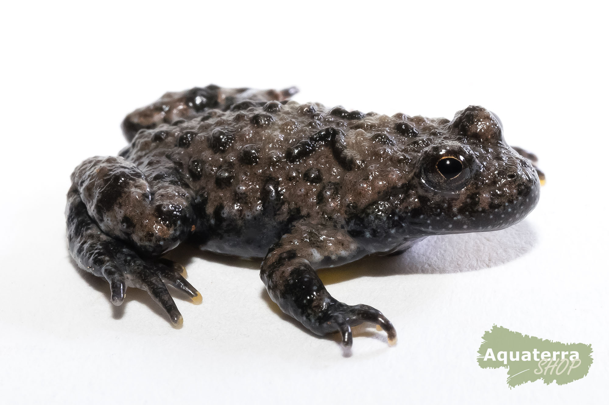 Bombina variegata, Gelbbauchunke