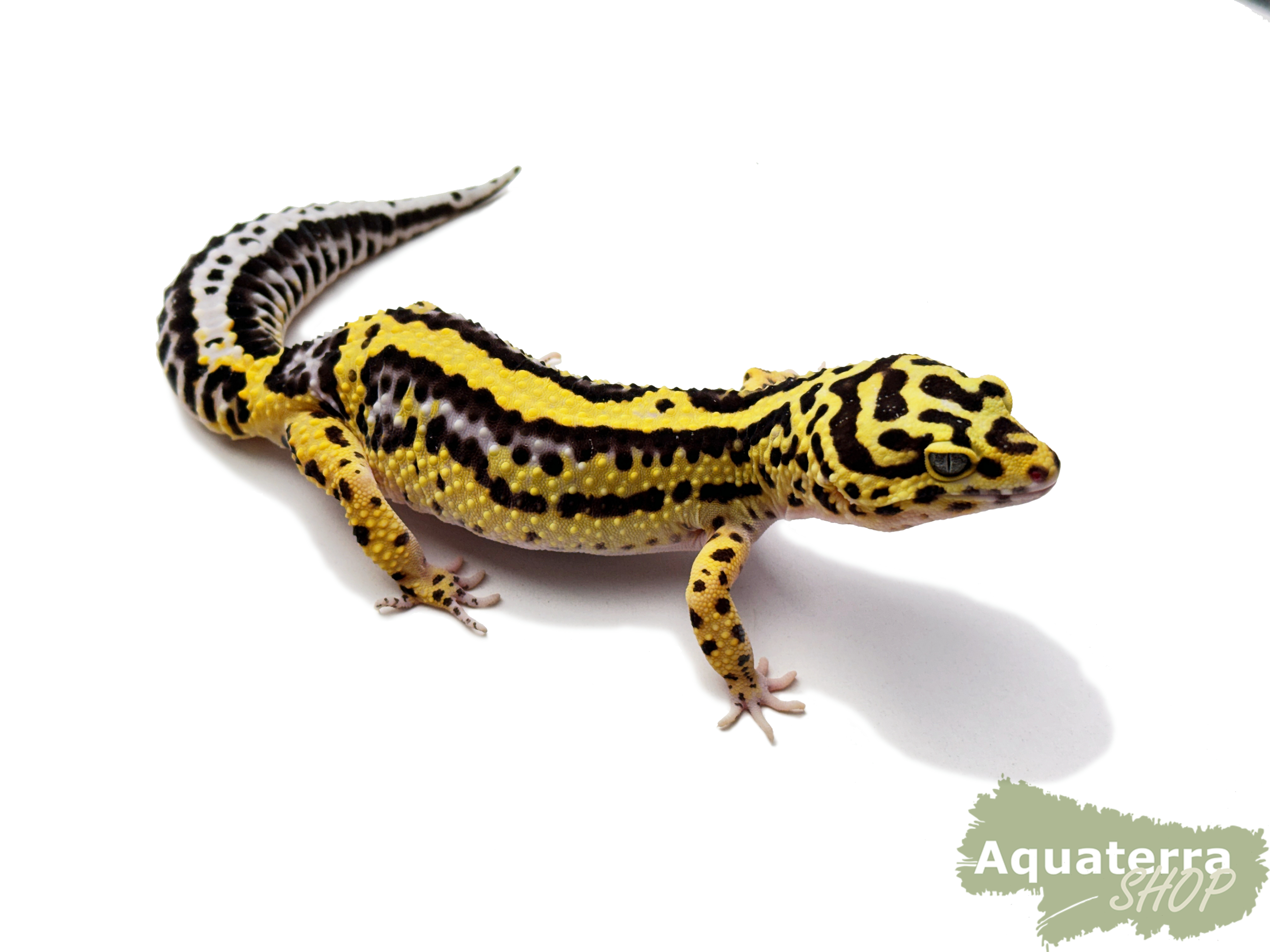 Eublepharis macularius, Leopardgecko
