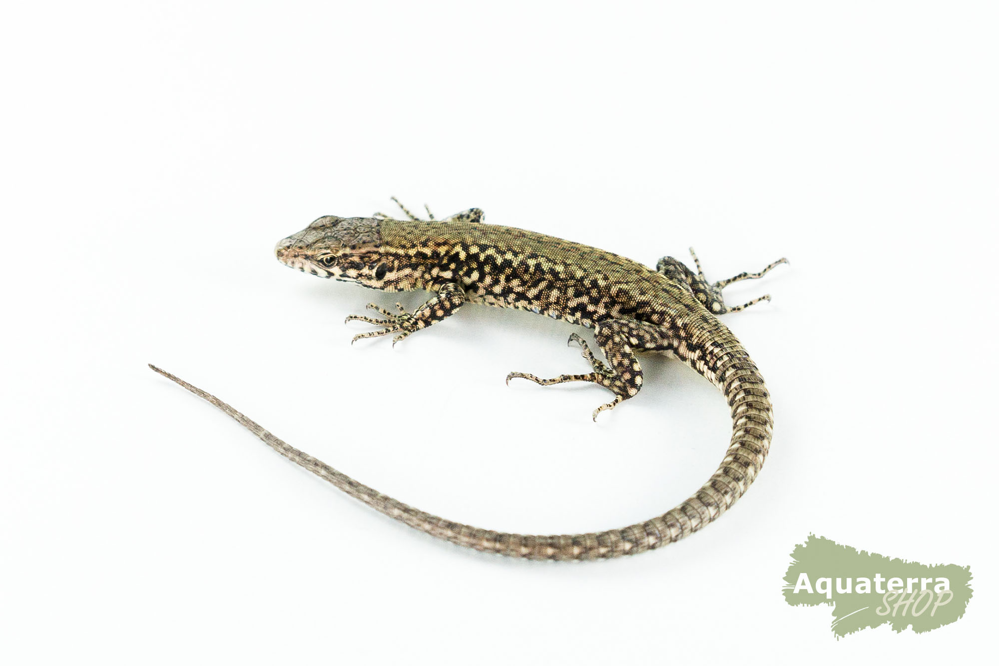Podarcis muralis, Mauereidechse