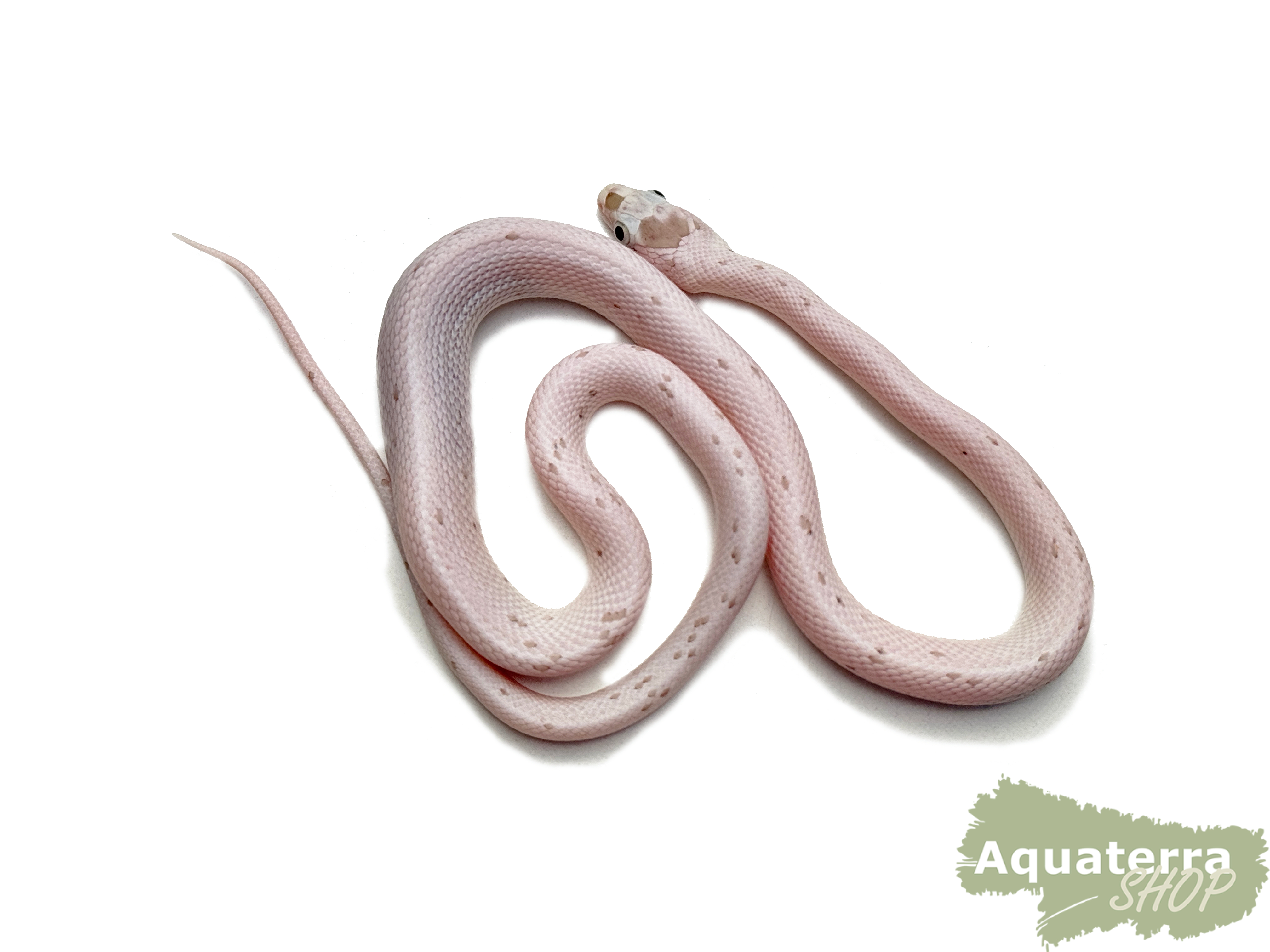 Pantherophis guttatus, Kornnatter