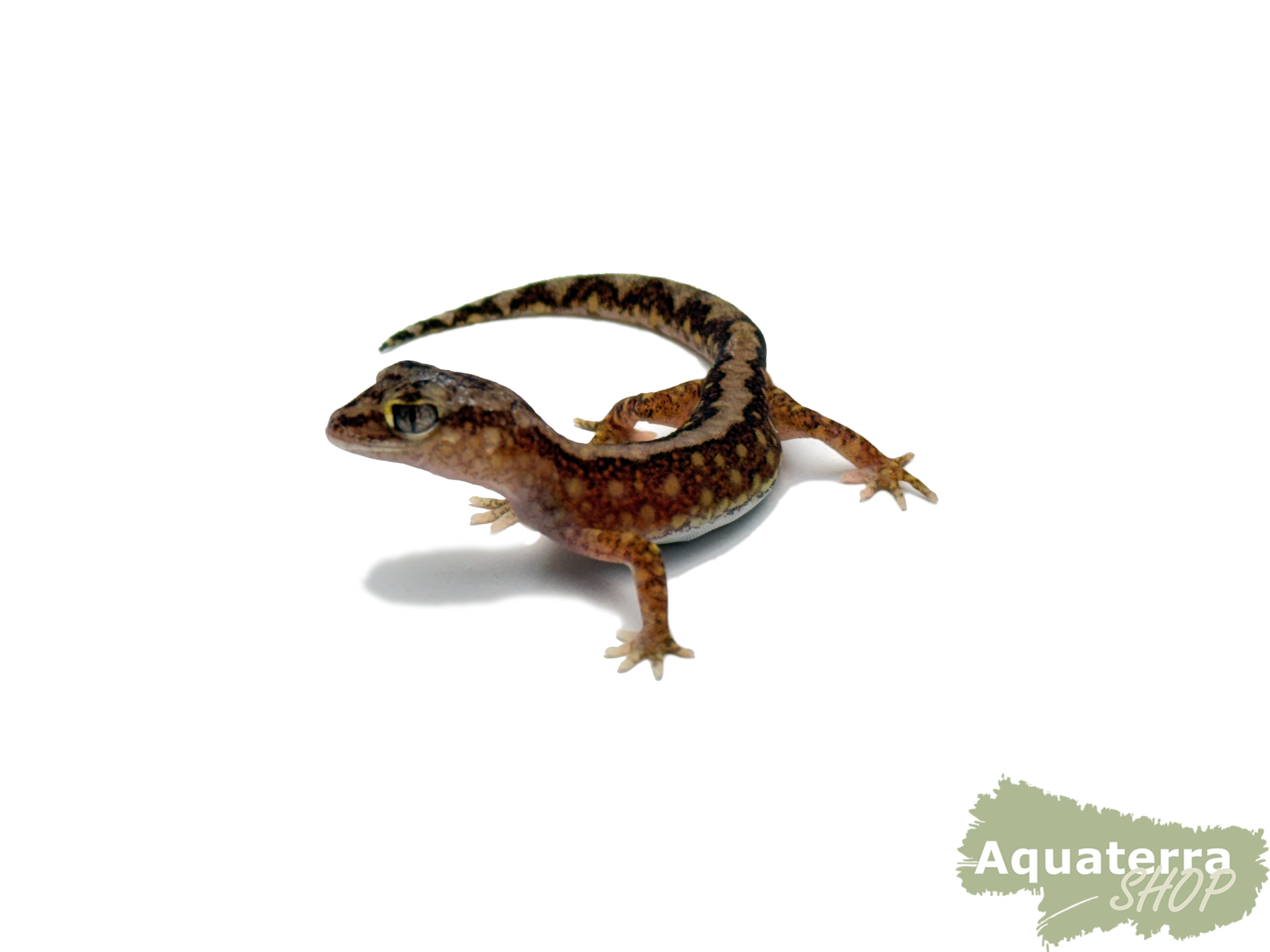 Lucaseum Dameum, Perlengecko