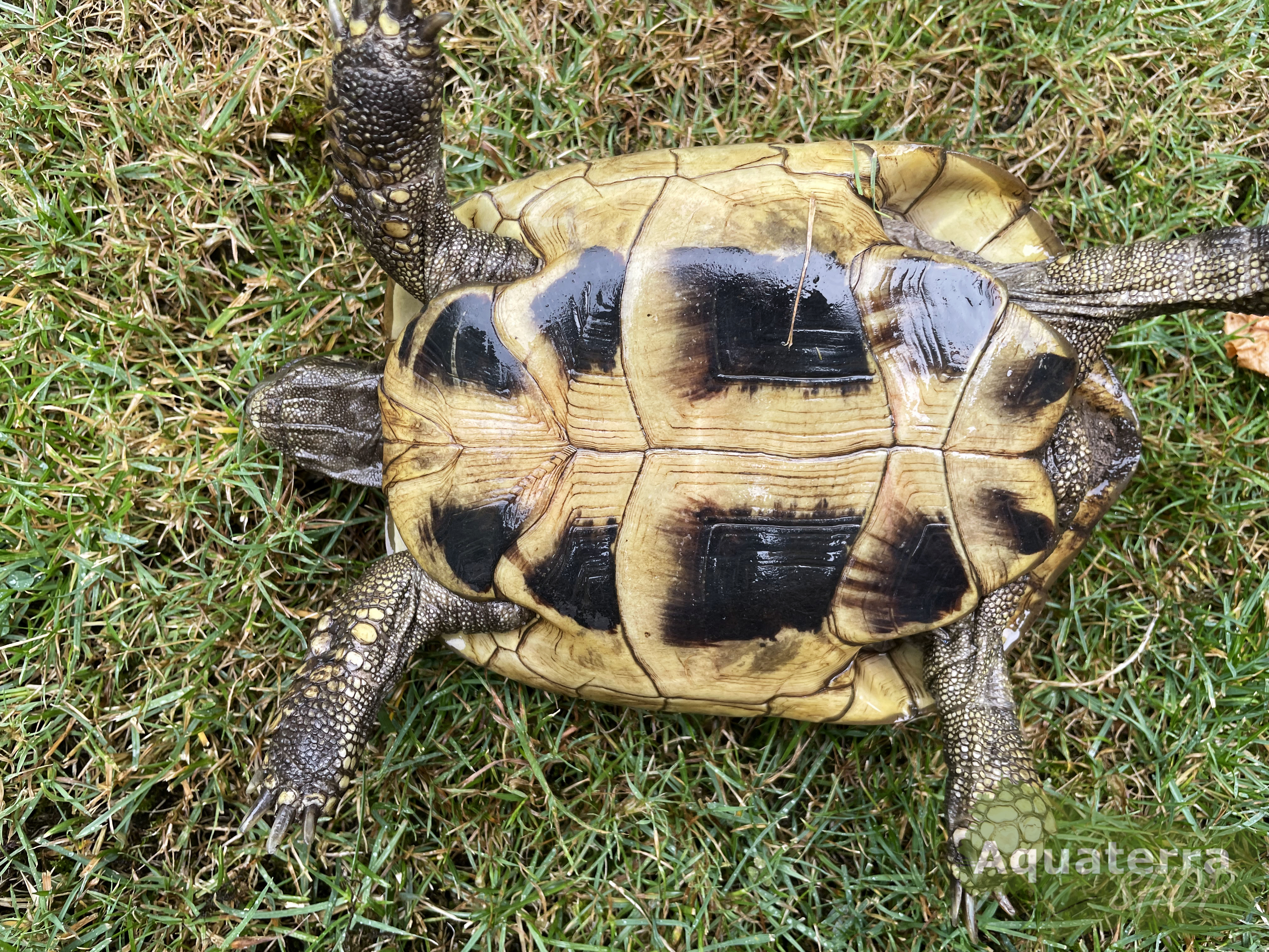Testudo h. boettgeri, europäische Landschildkröte (Ostrasse)