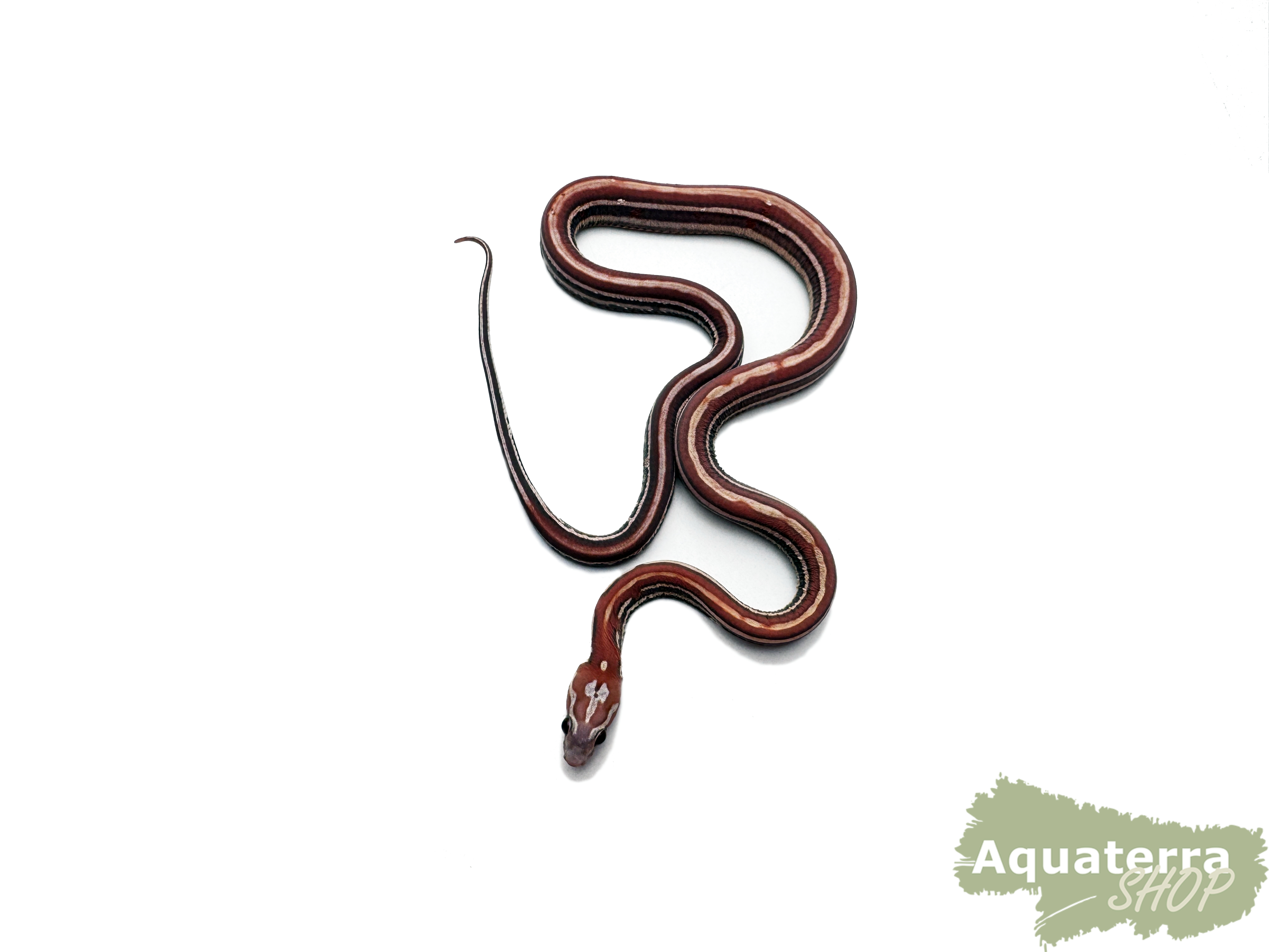 Pantherophis guttatus, Kornnatter