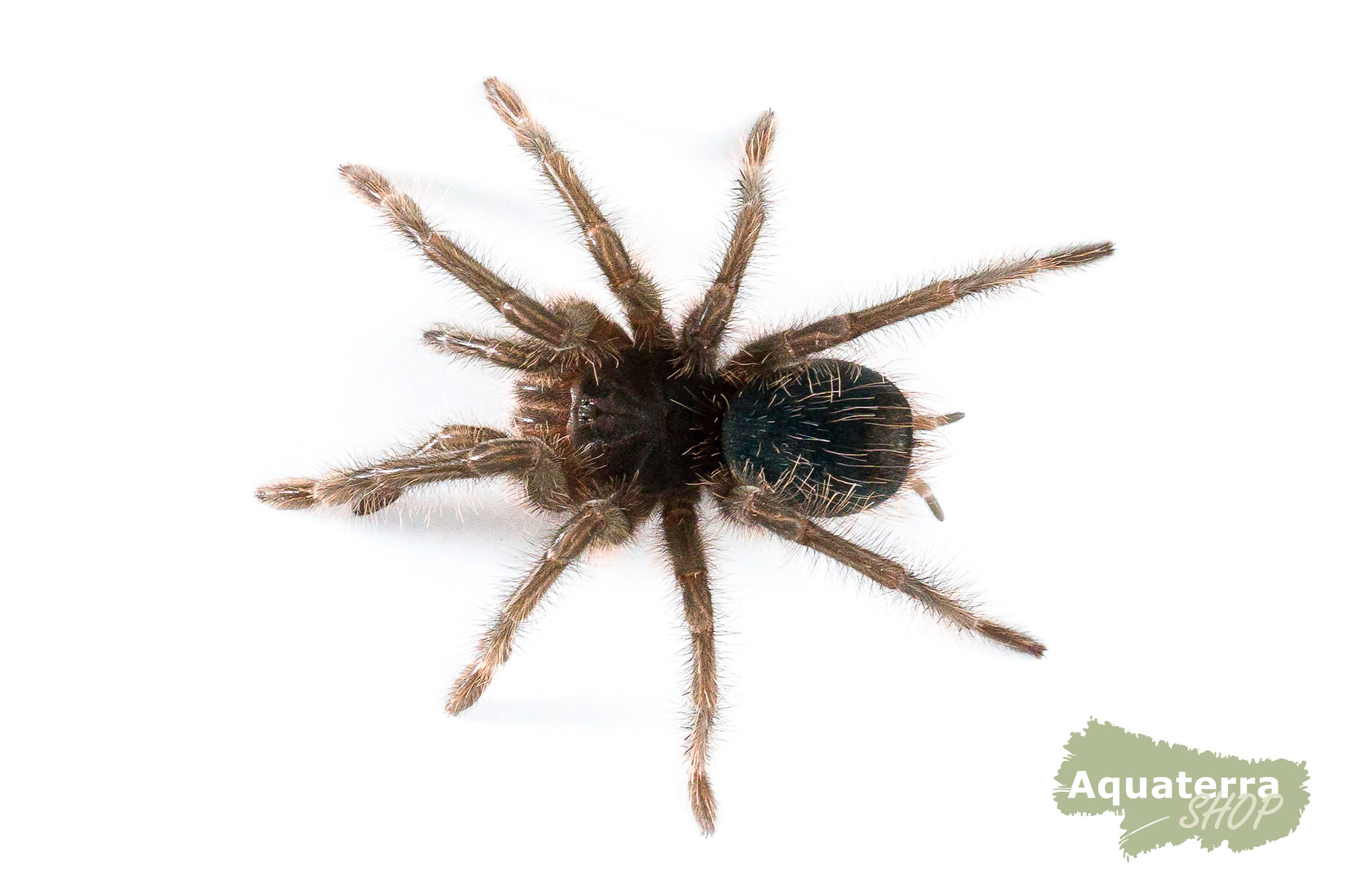 Teraphosa blondi, Goliath-Vogelspinne