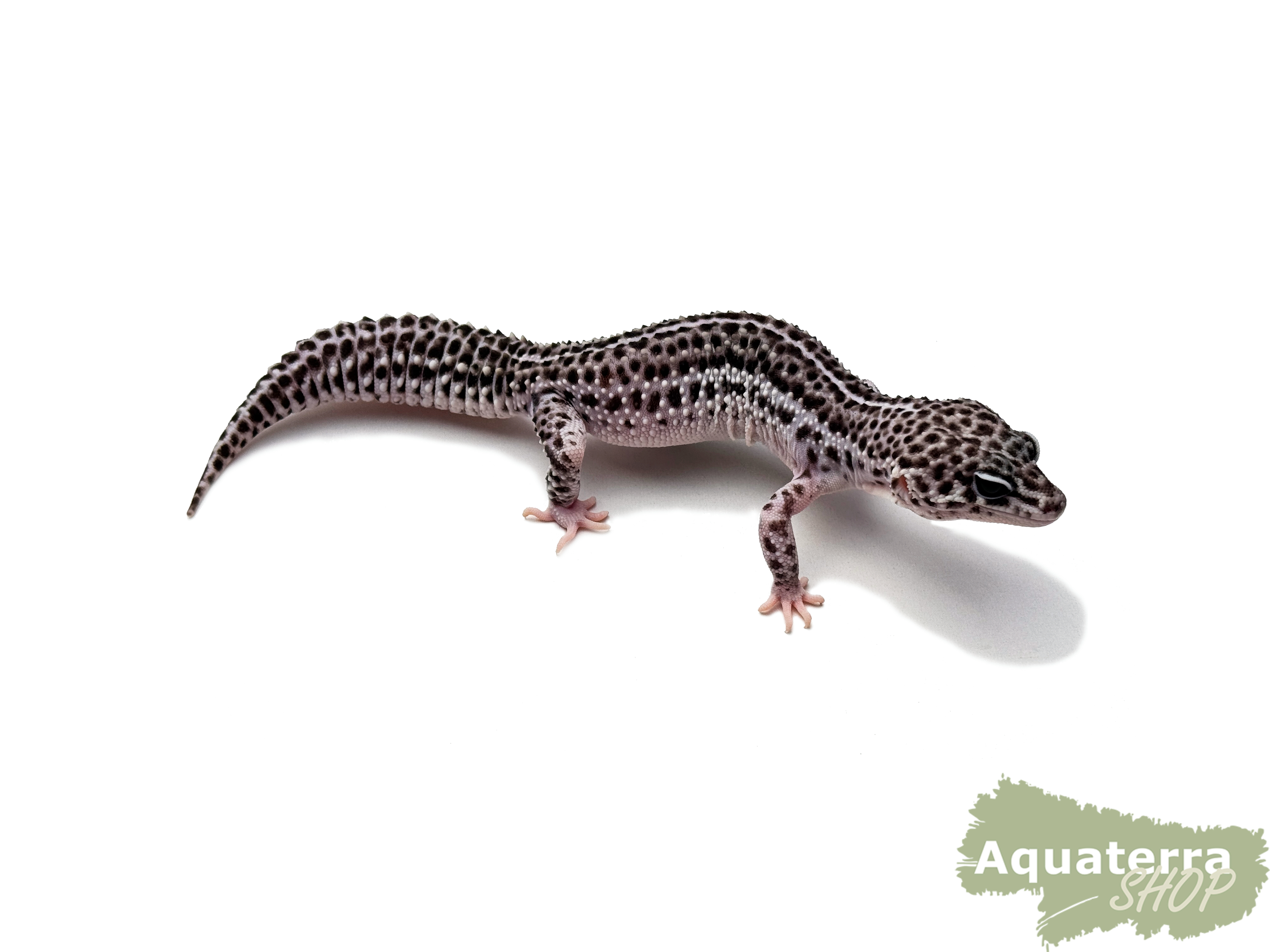 Eublepharis macularius, Leopardgecko