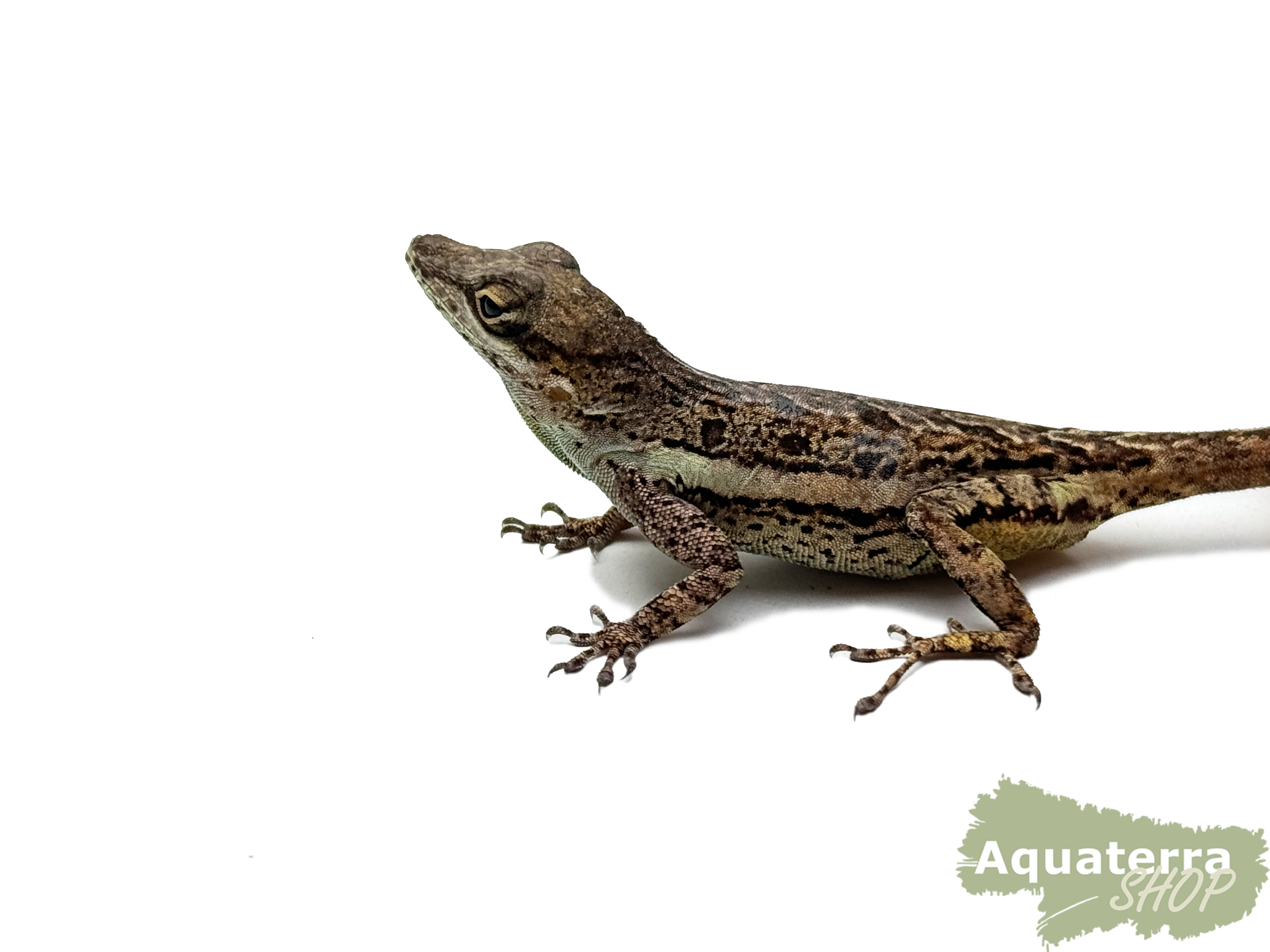 [Paar]Anolis gingivinus, Anguilla Bank-Baumanoli