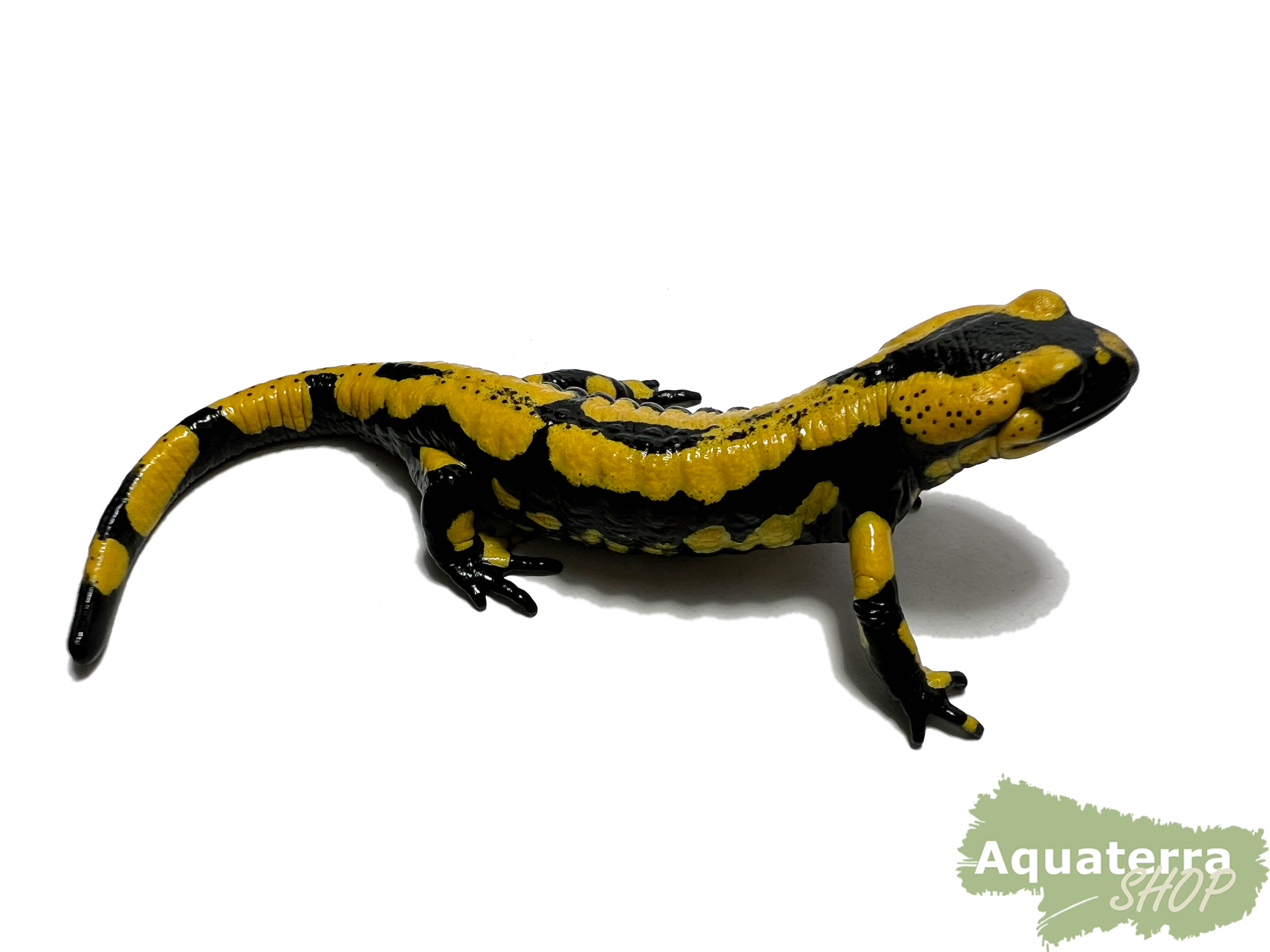 Salamandra s. terrestris, Feuersalamander (High Yellow)