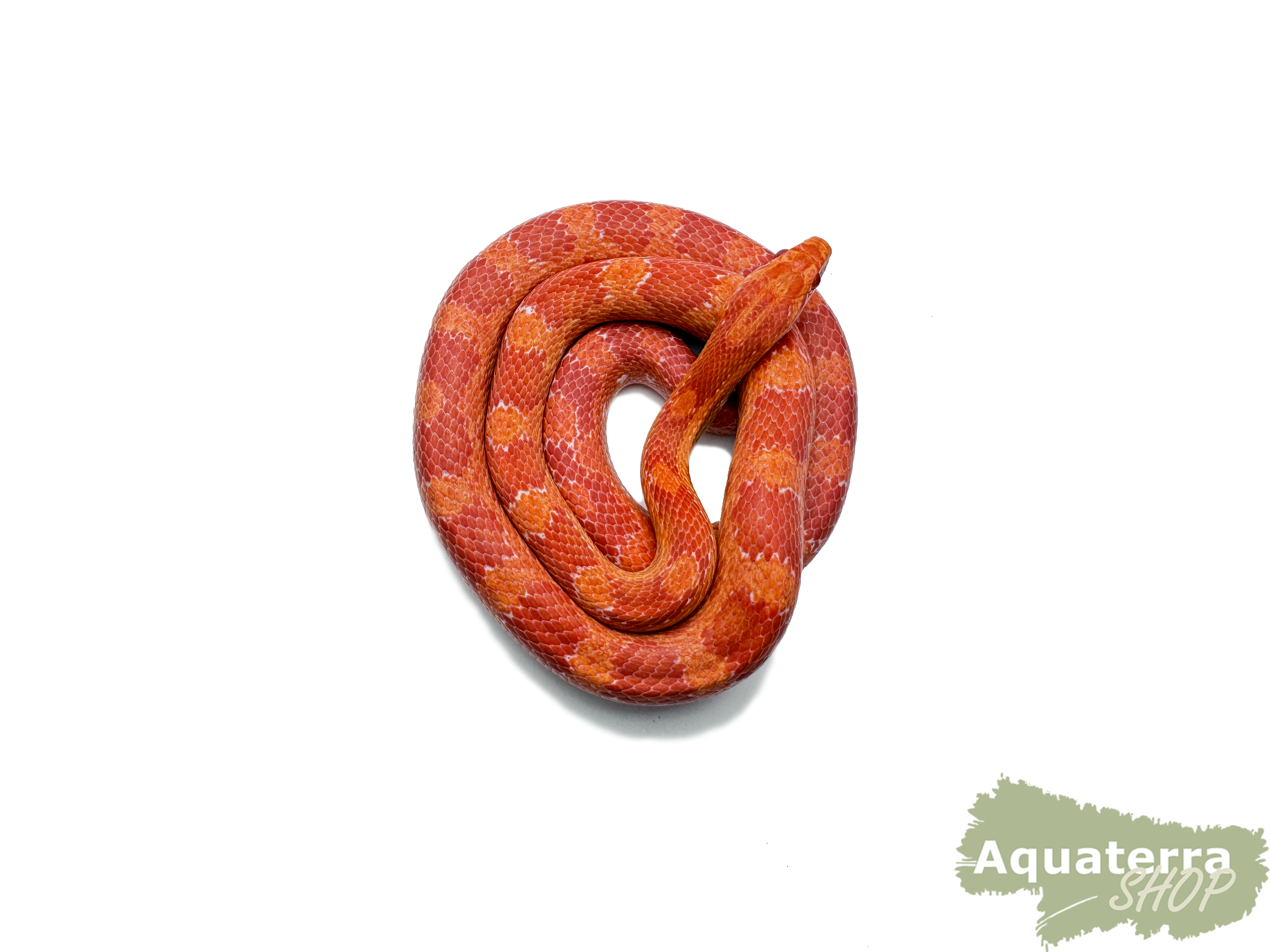 Pantherophis guttatus, Kornnatter