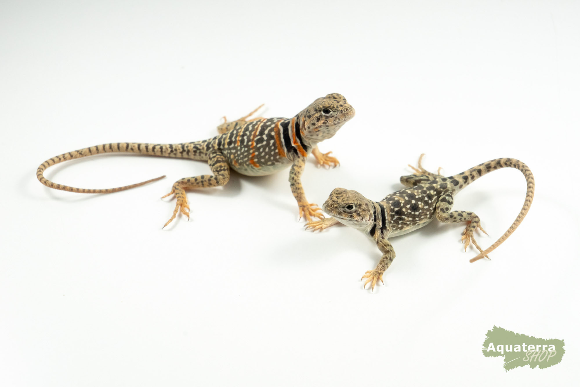 Crotaphytus collaris, Halsbandleguan