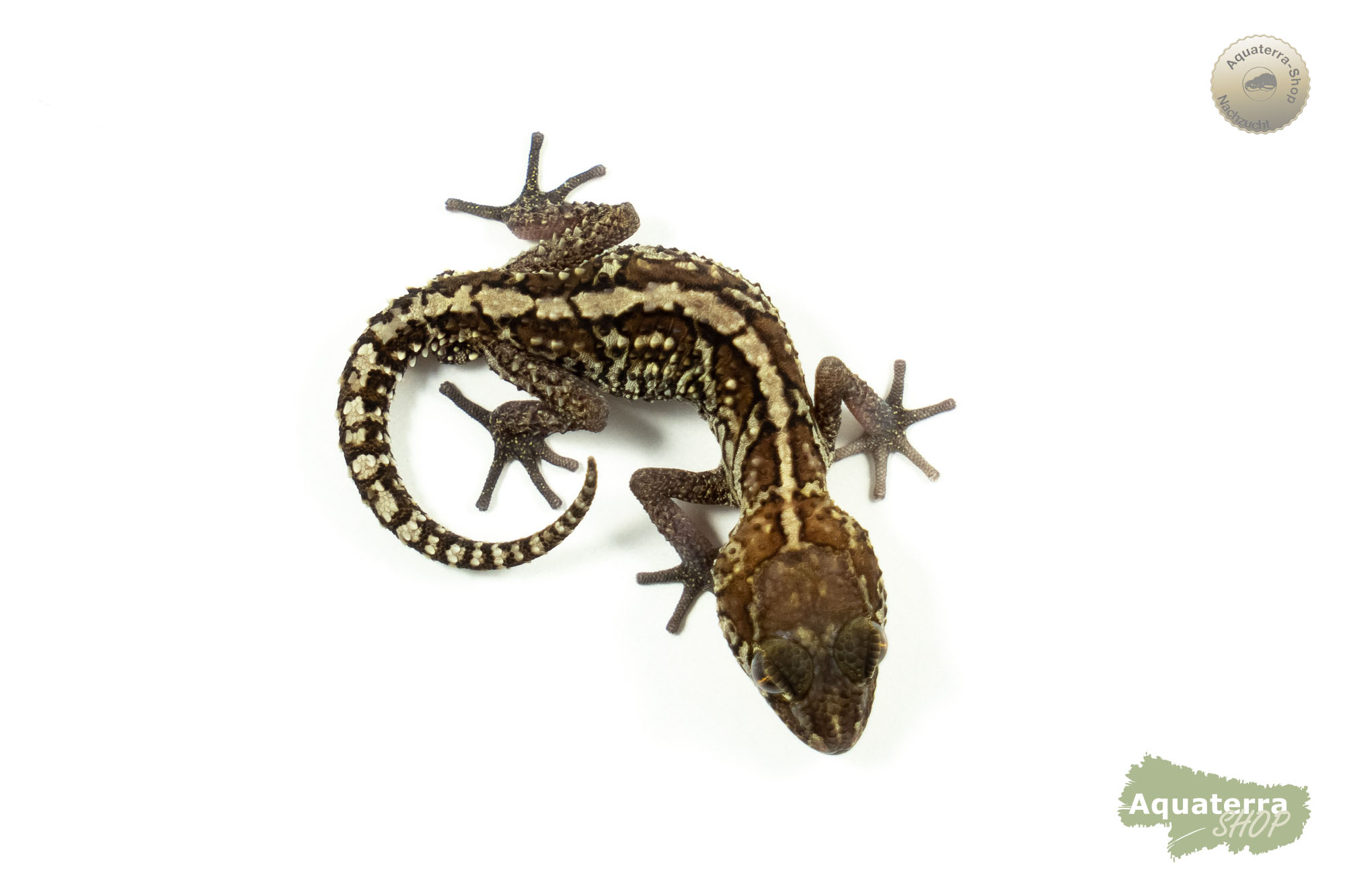 Paroedura picta, Madagaskar Großkopfgecko