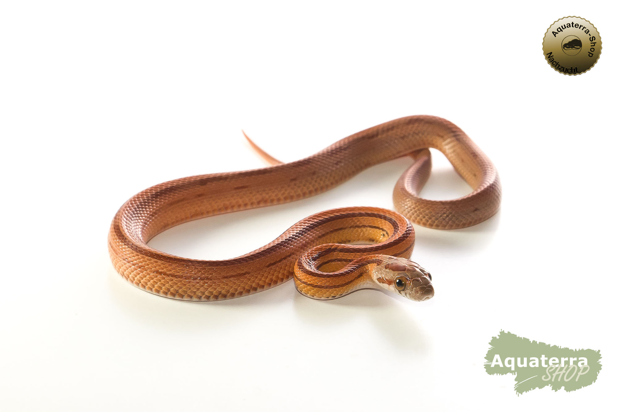 Pantherophis guttatus, Kornnatter