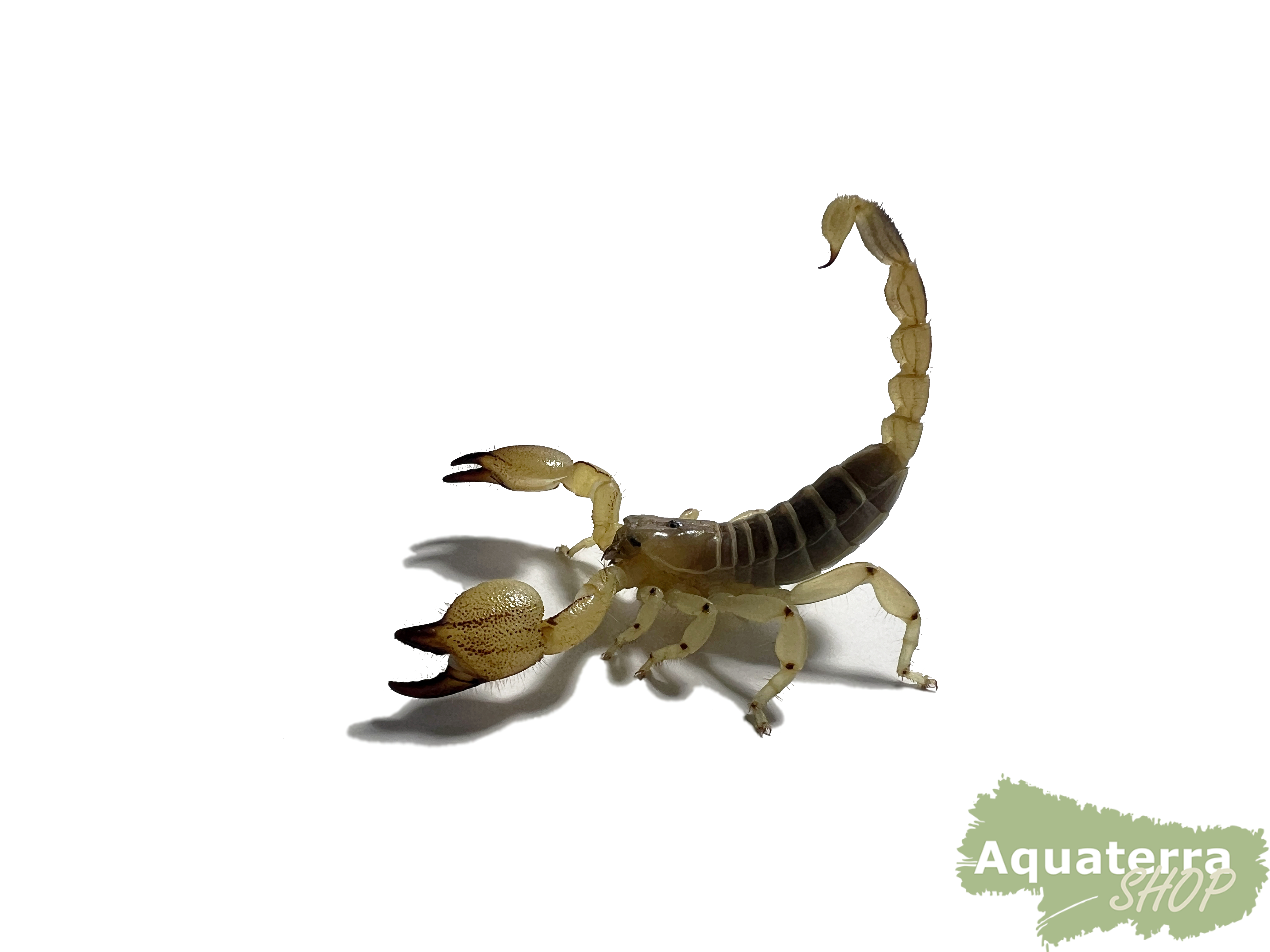 Scorpio maurus, Maurischer Skorpion