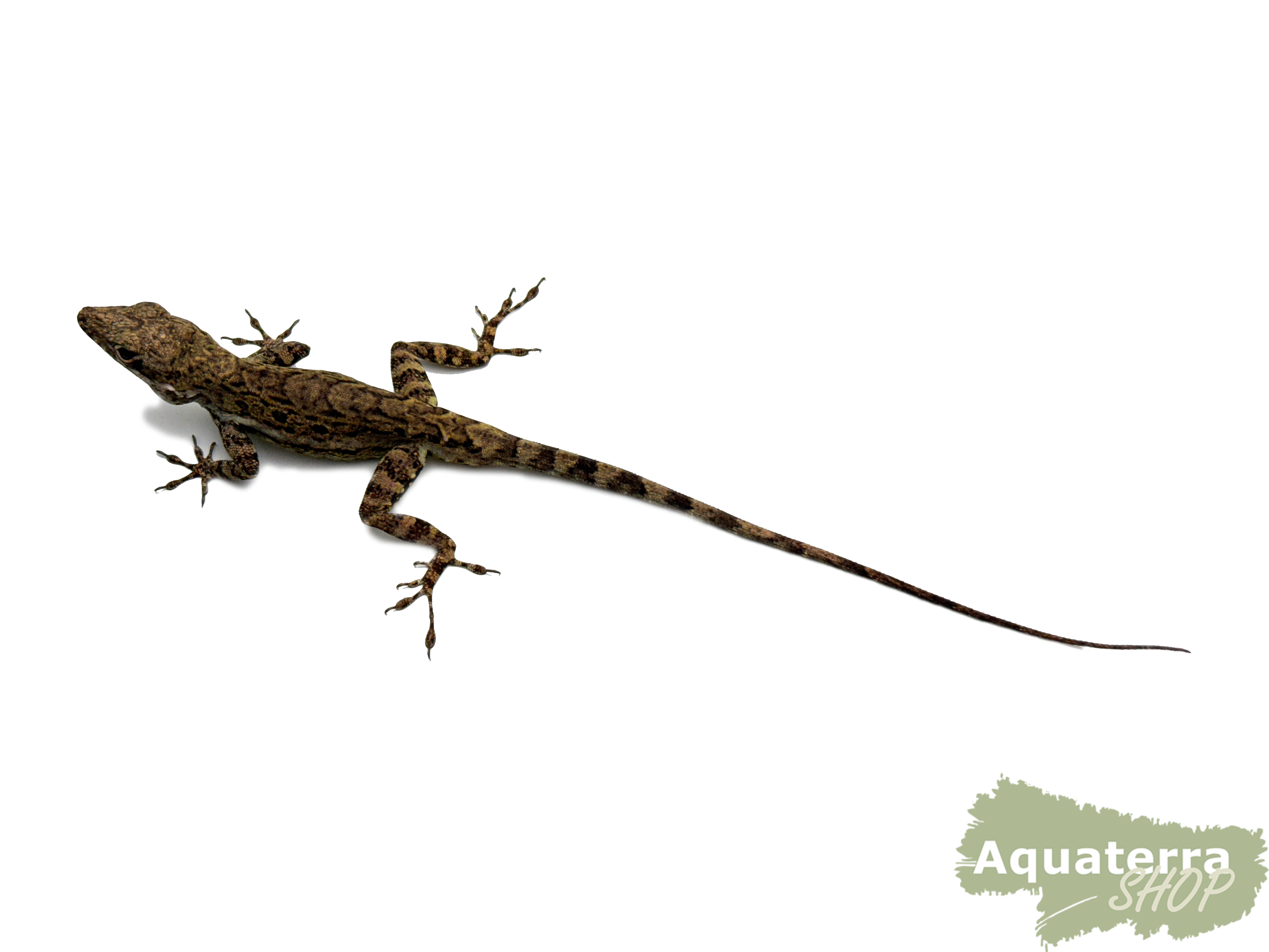[Paar]Anolis gingivinus, Anguilla Bank-Baumanoli