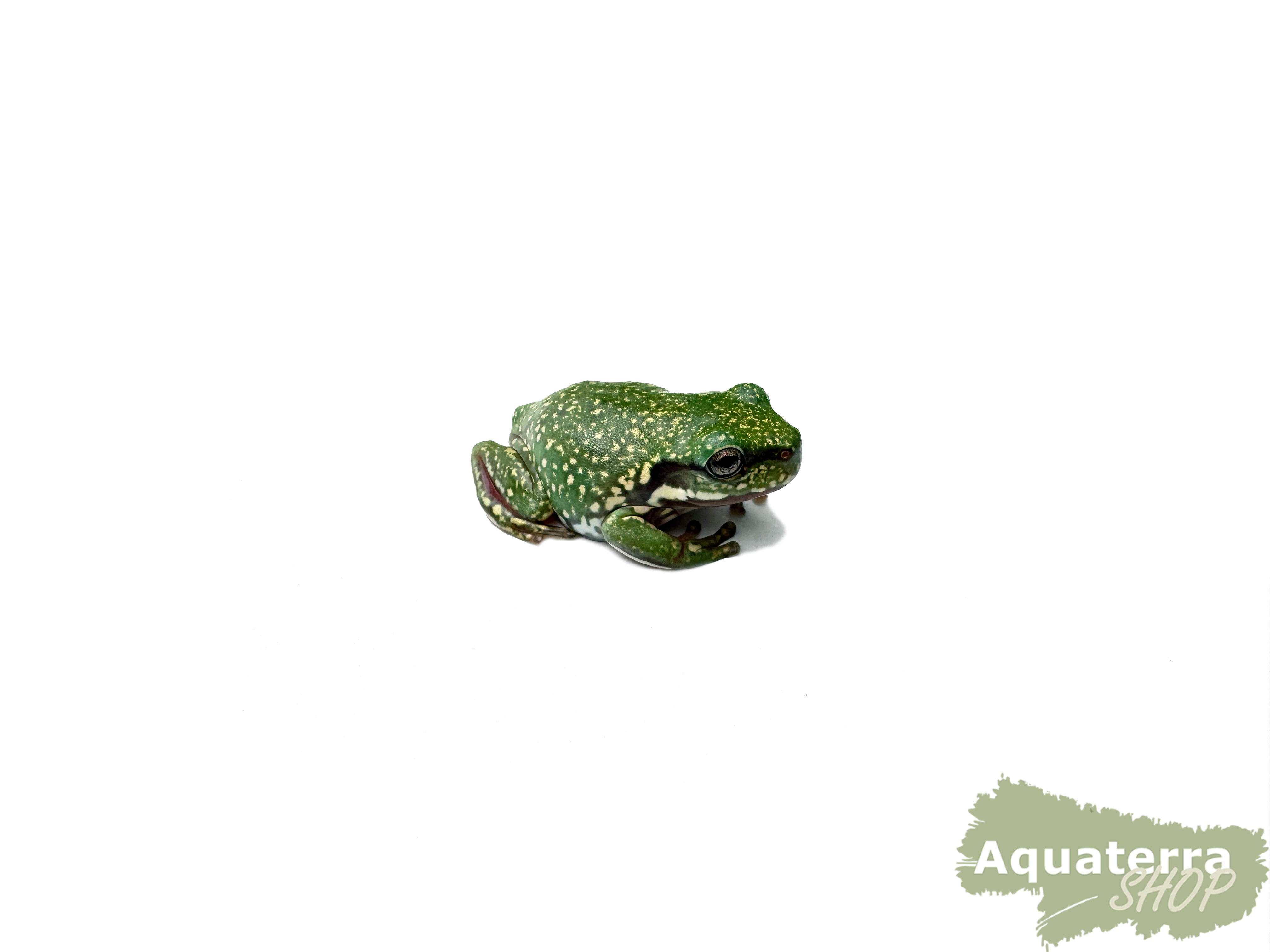Litoria caerulea, Korallenfinger-Laubfrosch
