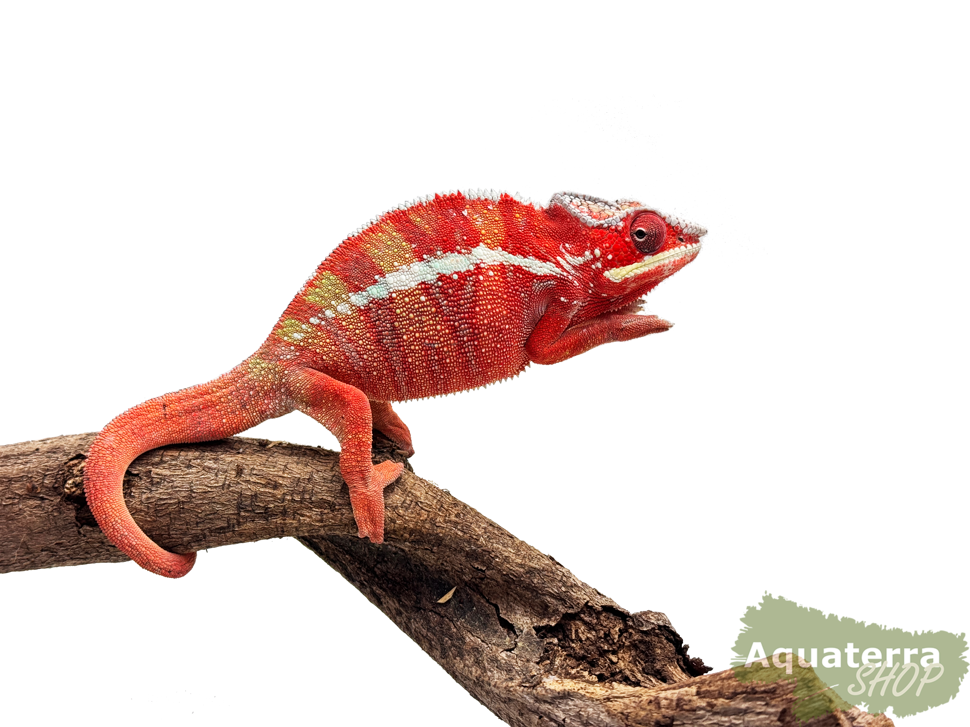 Furcifer pardalis, Pantherchamäleon