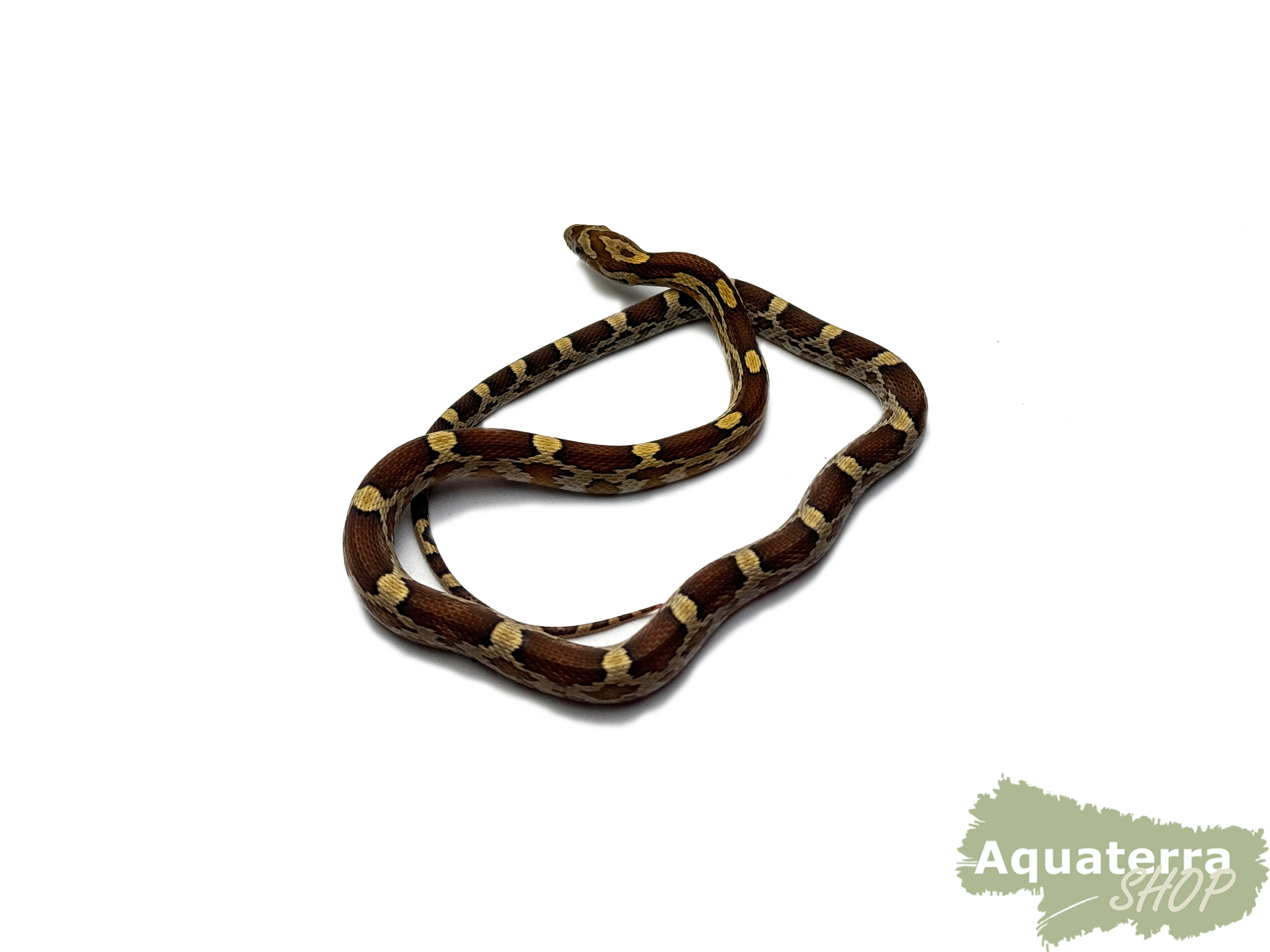 Pantherophis guttatus, Kornnatter