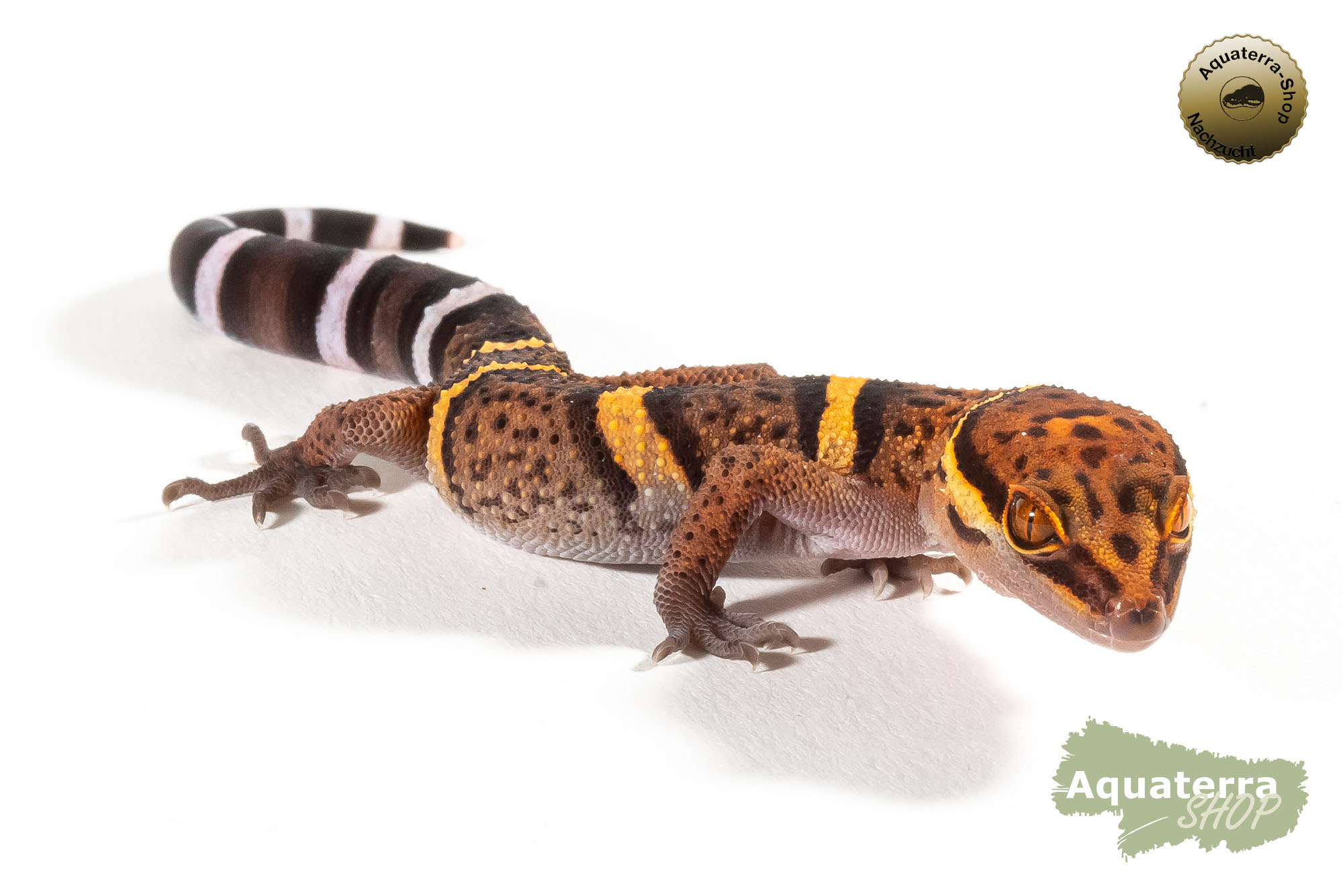 Goniurosaurus bawanglingensis, Hainan Höhlengecko