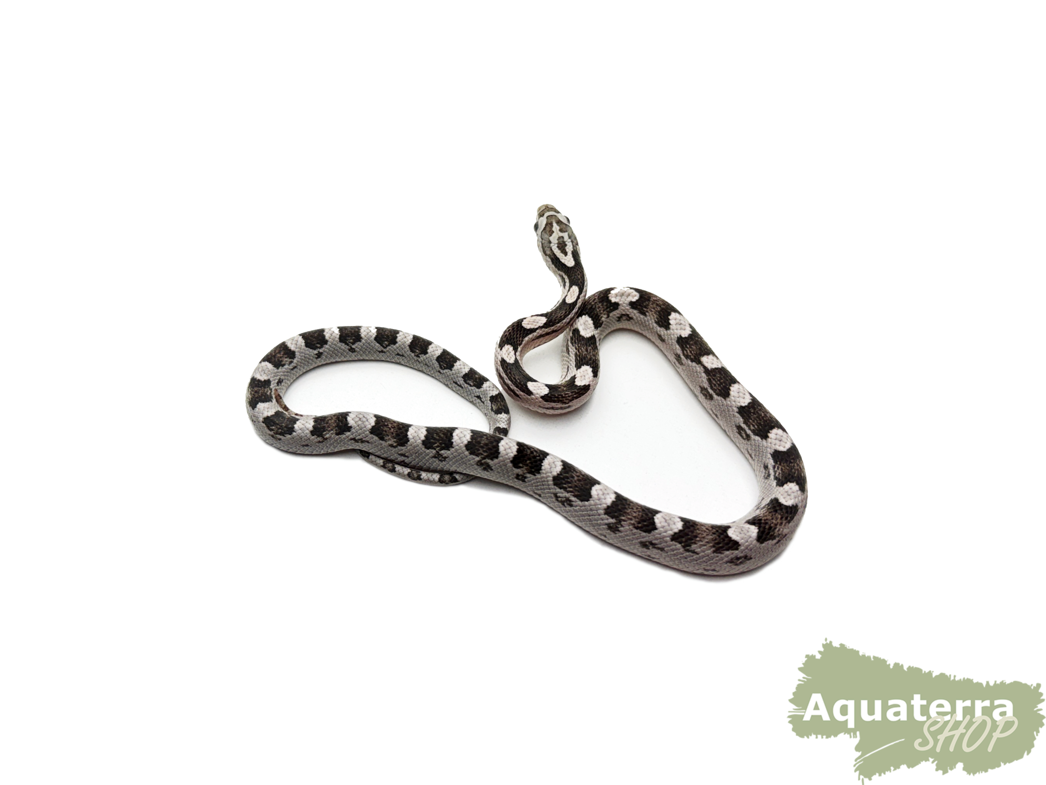 Pantherophis guttatus, Kornnatter