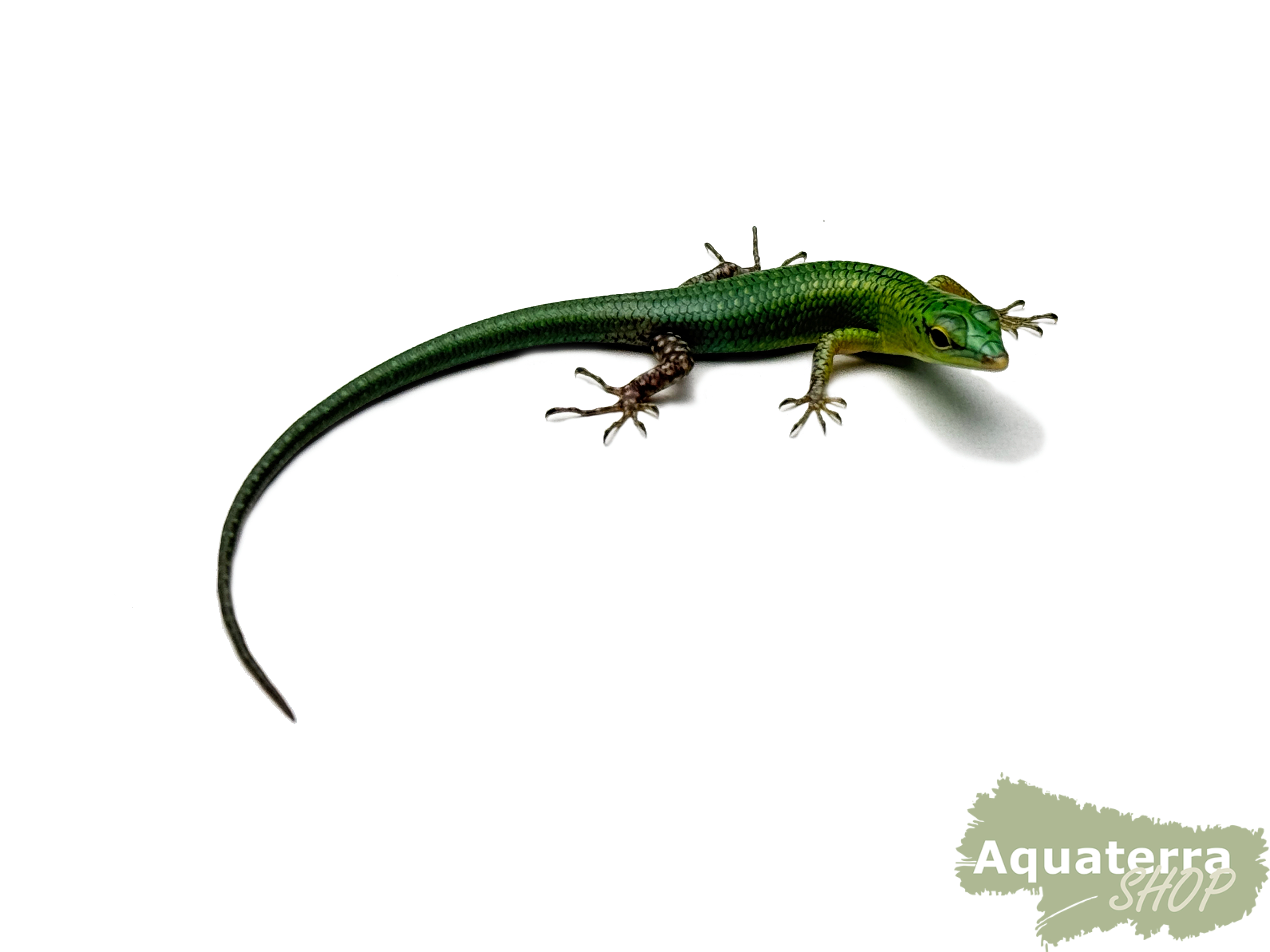 Lamprolepis smaragdina, Smaragdbaumskink