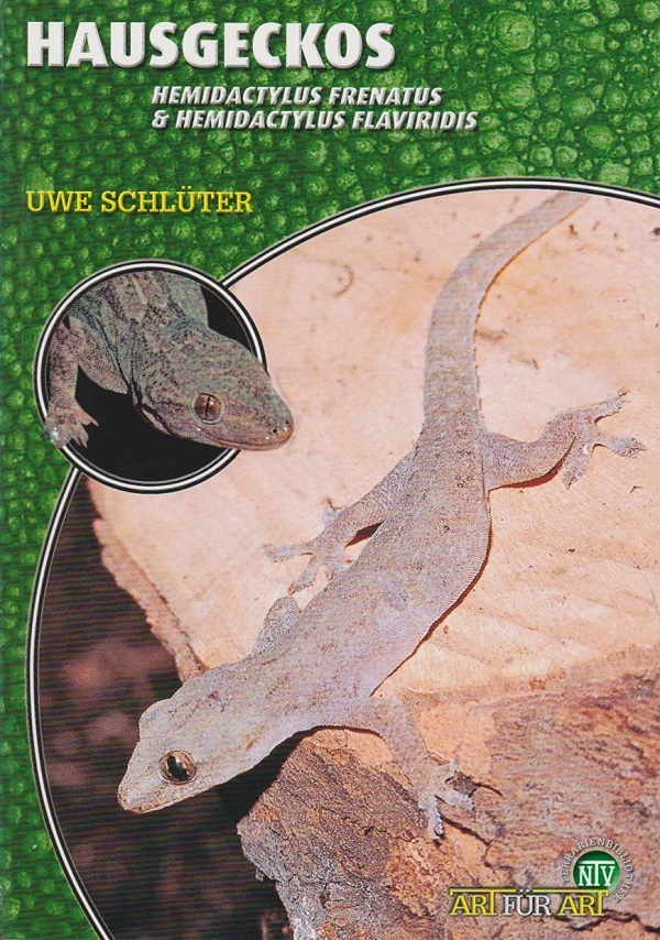 Hausgeckos, Hemidactylus frenatus & Hemidactylus flaviridis